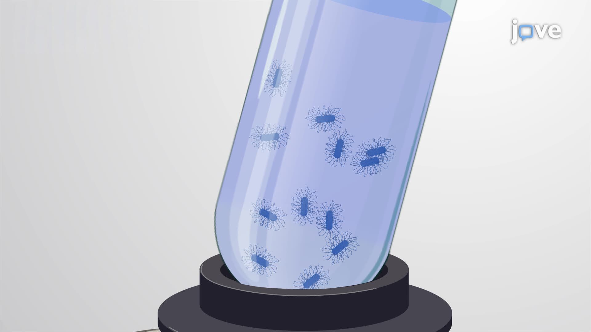 Preparation of Fatty Acid Methyl Esters (FAMEs) from Bacterial Biomass