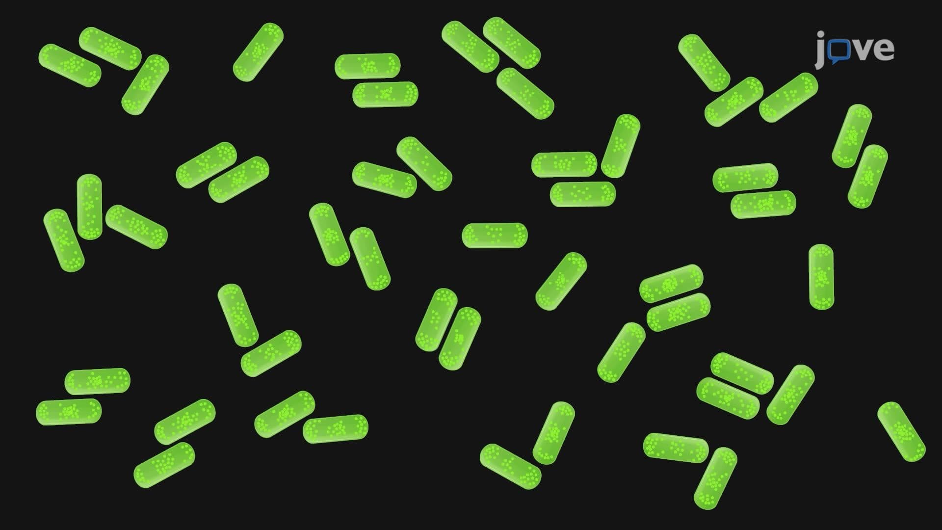 Quantifying Polarity and Dynamics of a Secretion System Component in Legionella pneumophila