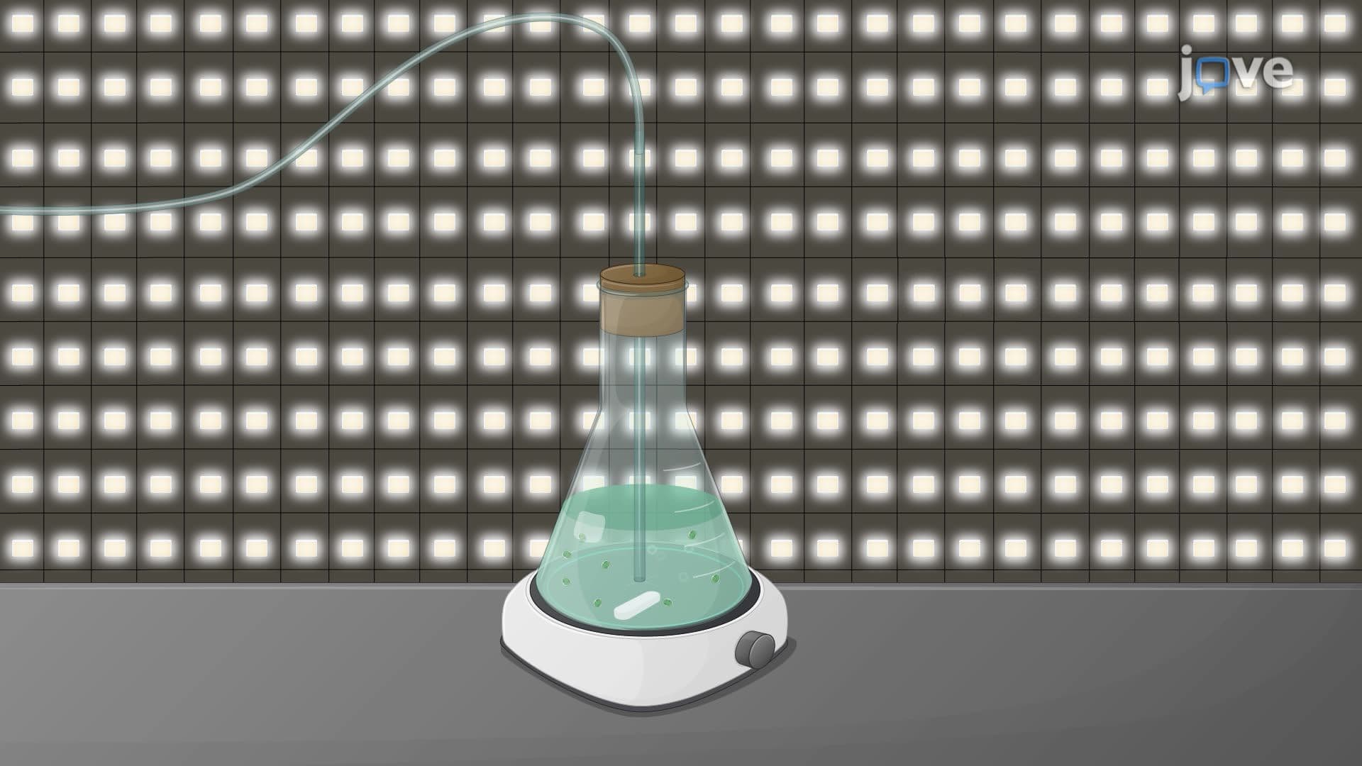 Preparation of Cyanobacterial Culture for Biomass Production