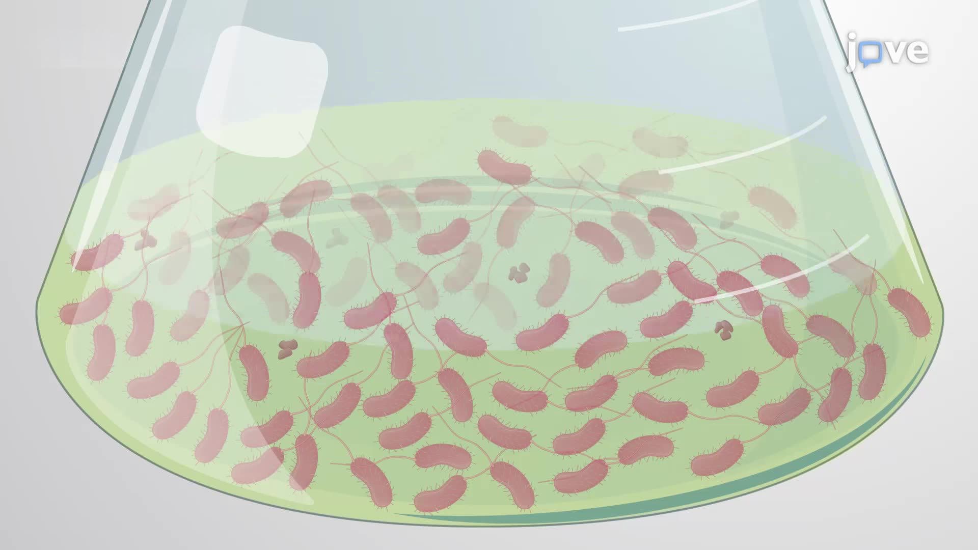 Culturing the Rapidly Growing Bacterium Vibrio natriegens
