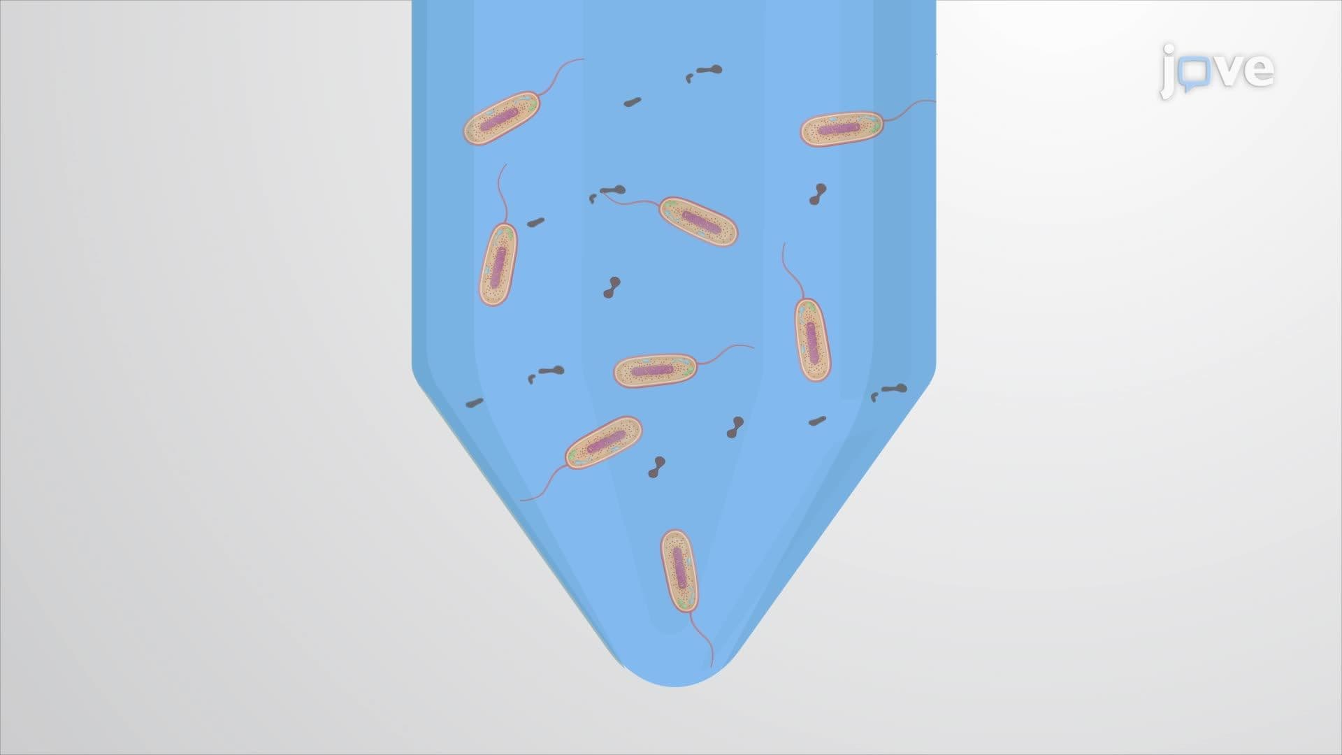Preparation of Crude Cell Extract from Vibrio natriegens
