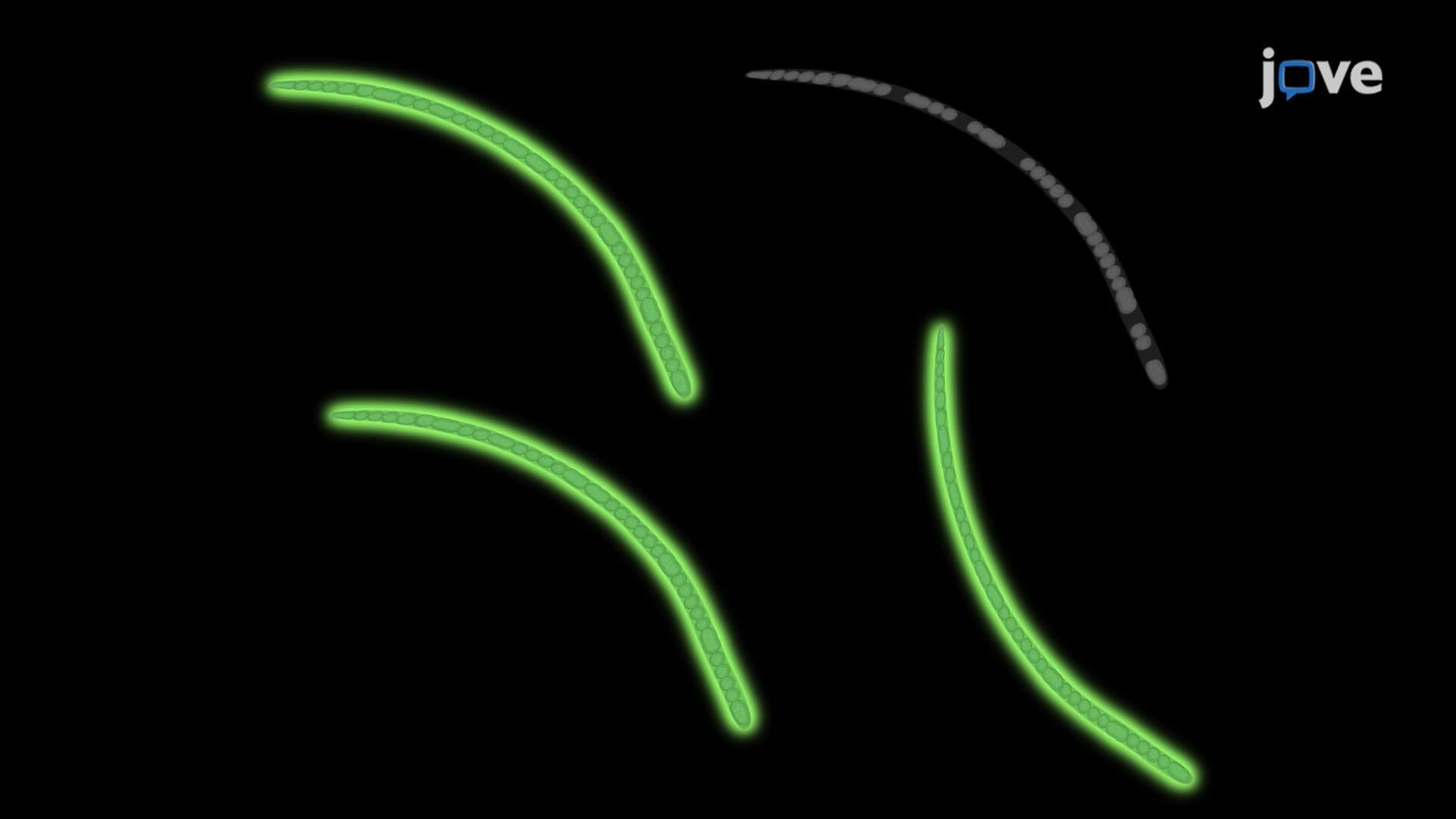 Natural Transformation and GFP Expression in the Filamentous Cyanobacterium Phormidium lacuna