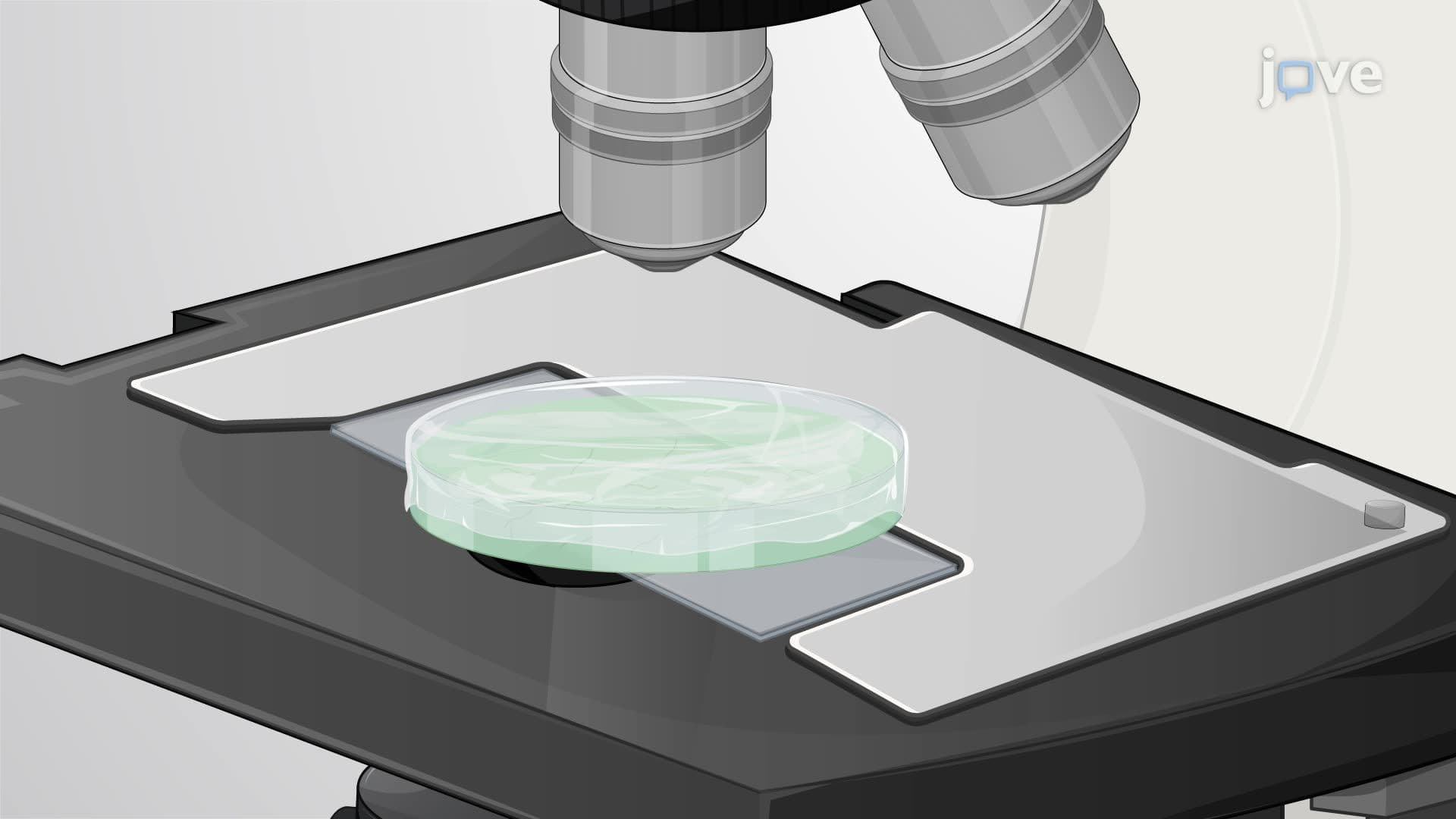 Gliding Motility in Phormidium lacuna Filaments