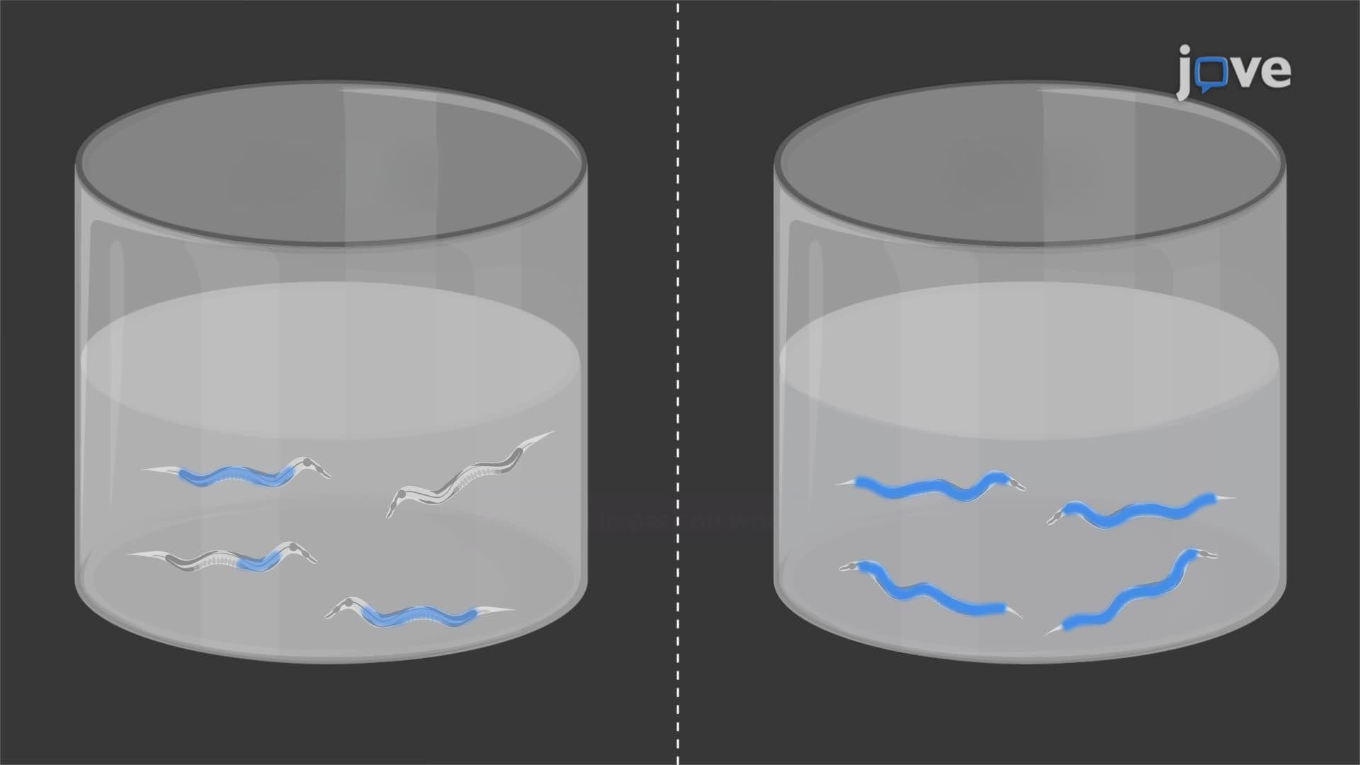 High-Throughput Fluorescent Assay to Study Microbe-Worm Interactions