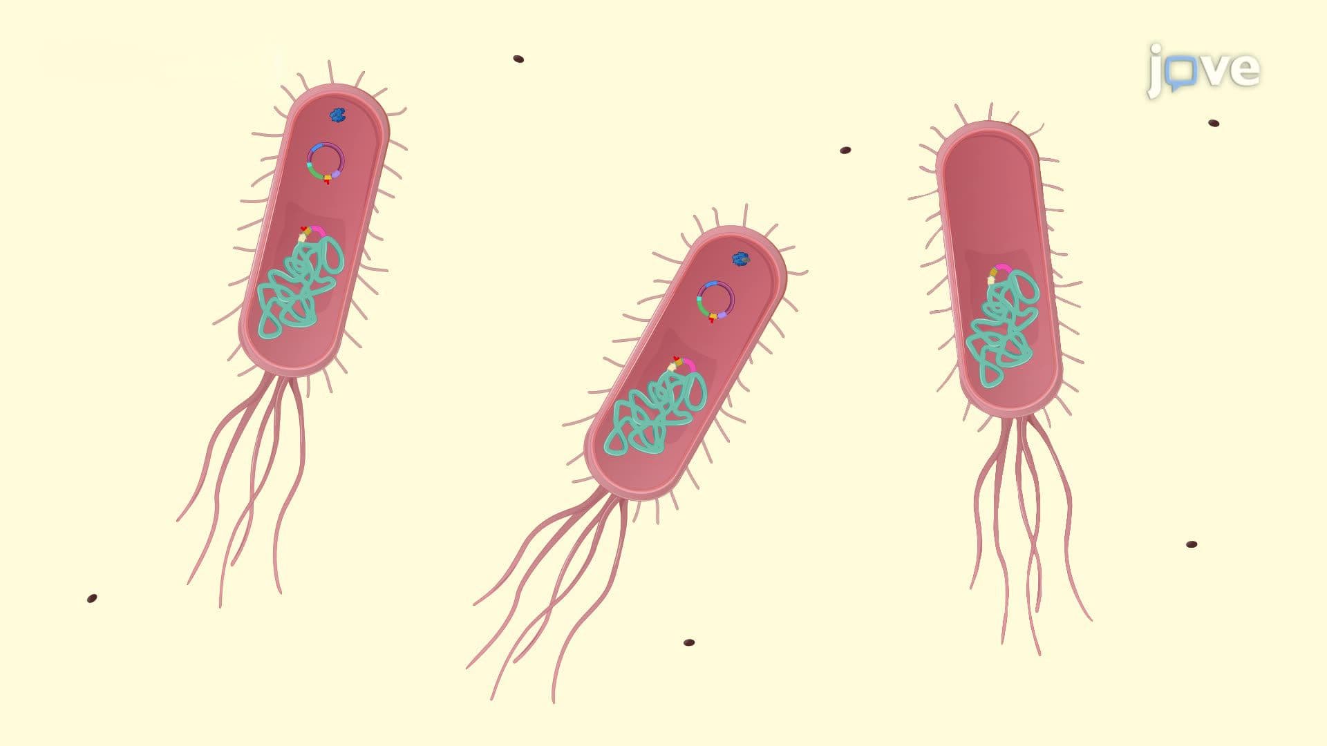 Inducible Expression of Histidine-Tagged Ricin Toxin A Chain in <i>E. coli</i>