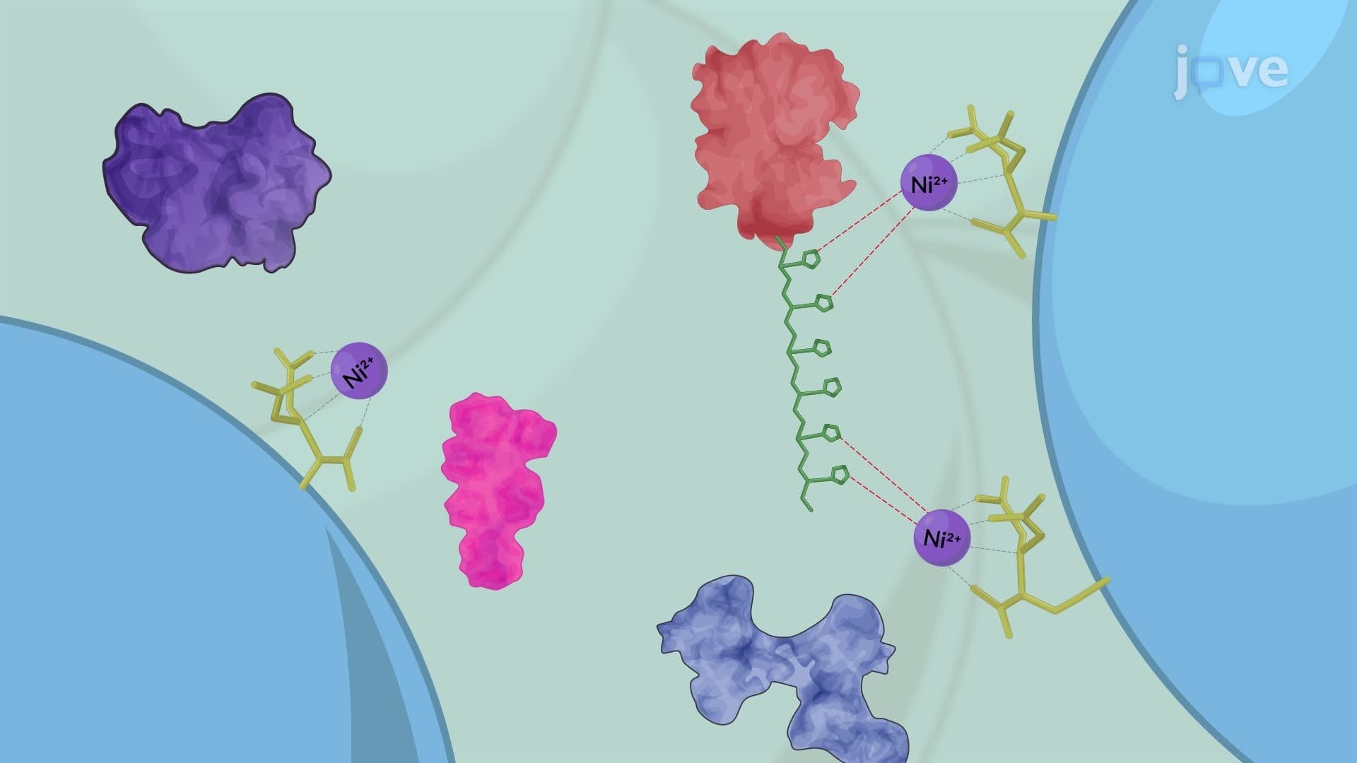 An Affinity Chromatography Technique for the Purification of a Recombinant Bacterial Protein