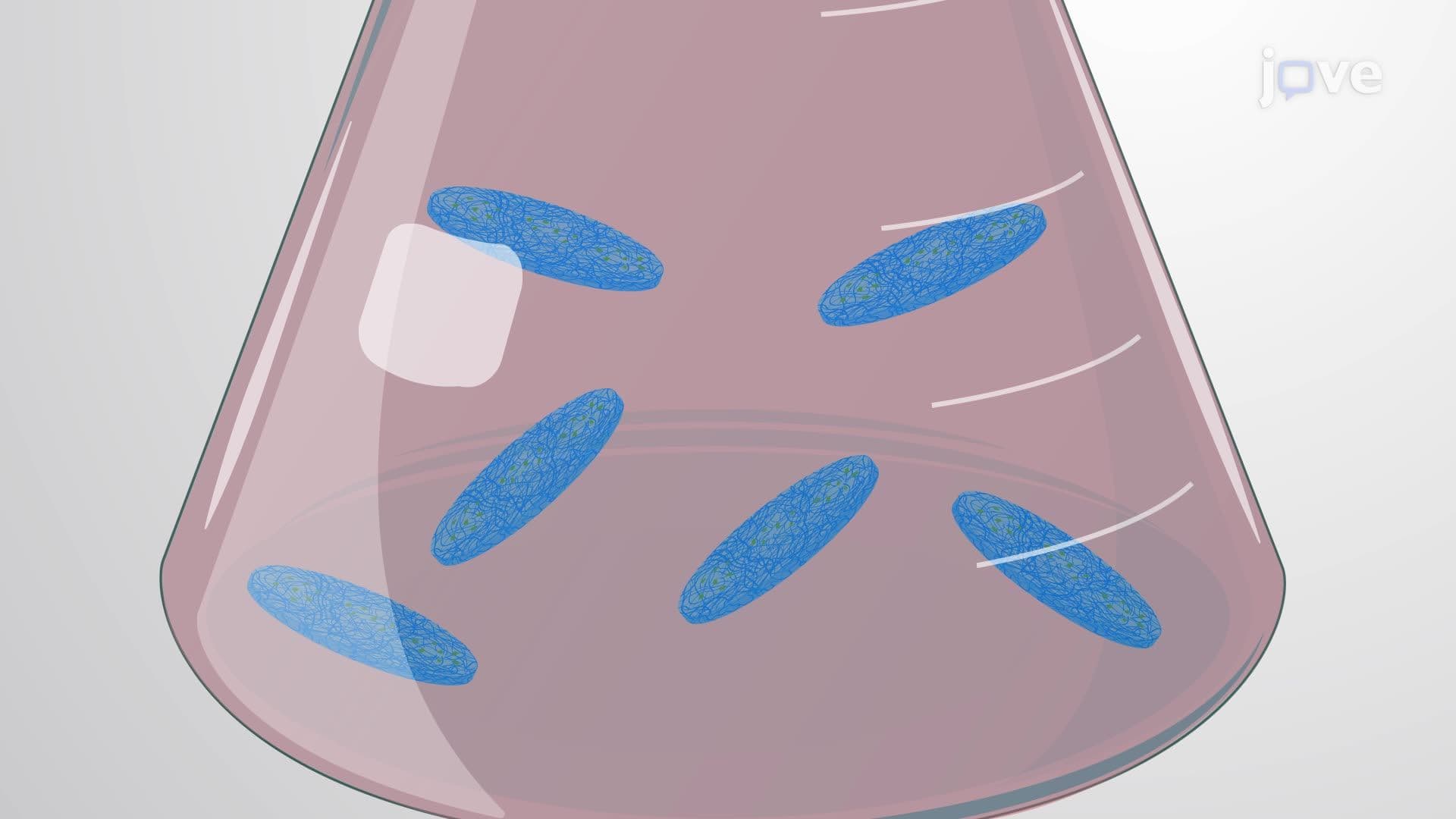 Preparation of Bacterial Nanocellulose Pellicles from Cellulose-Producing Bacteria
