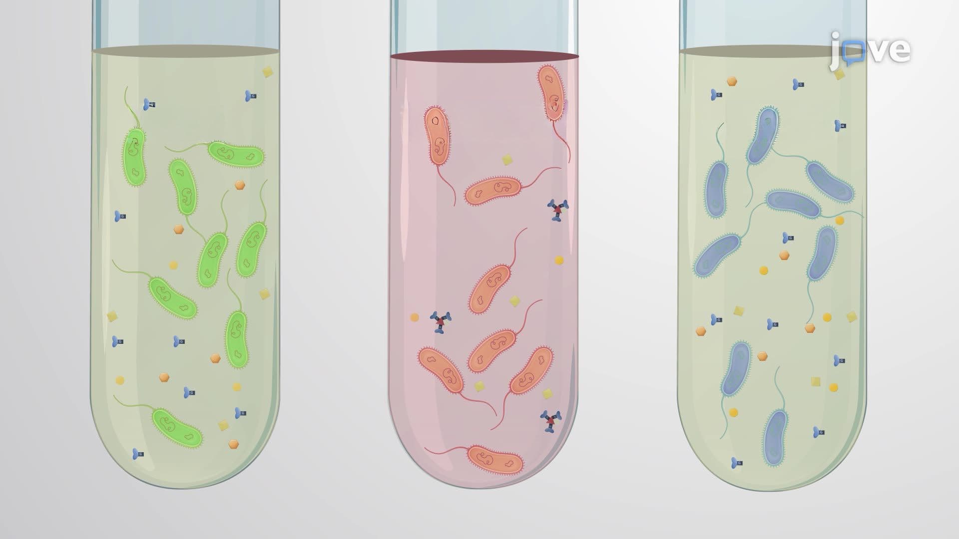 Voges-Proskauer Assay for Differentiating Biotypes of Vibrio cholerae