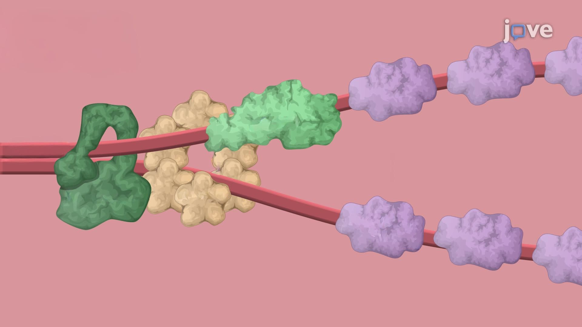 Fluorescently Tagged Repressor Protein-Mediated Replication Blockage in Escherichia coli