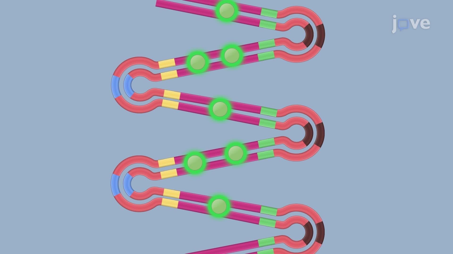 Loop-Mediated Isothermal Amplification for Bacterial Gene Detection