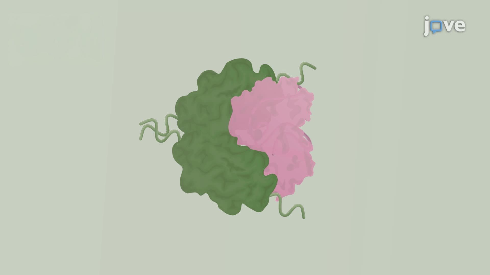 Assessing Bacterial Chaperone Activity via Thermal Unfolding of a Model Protein