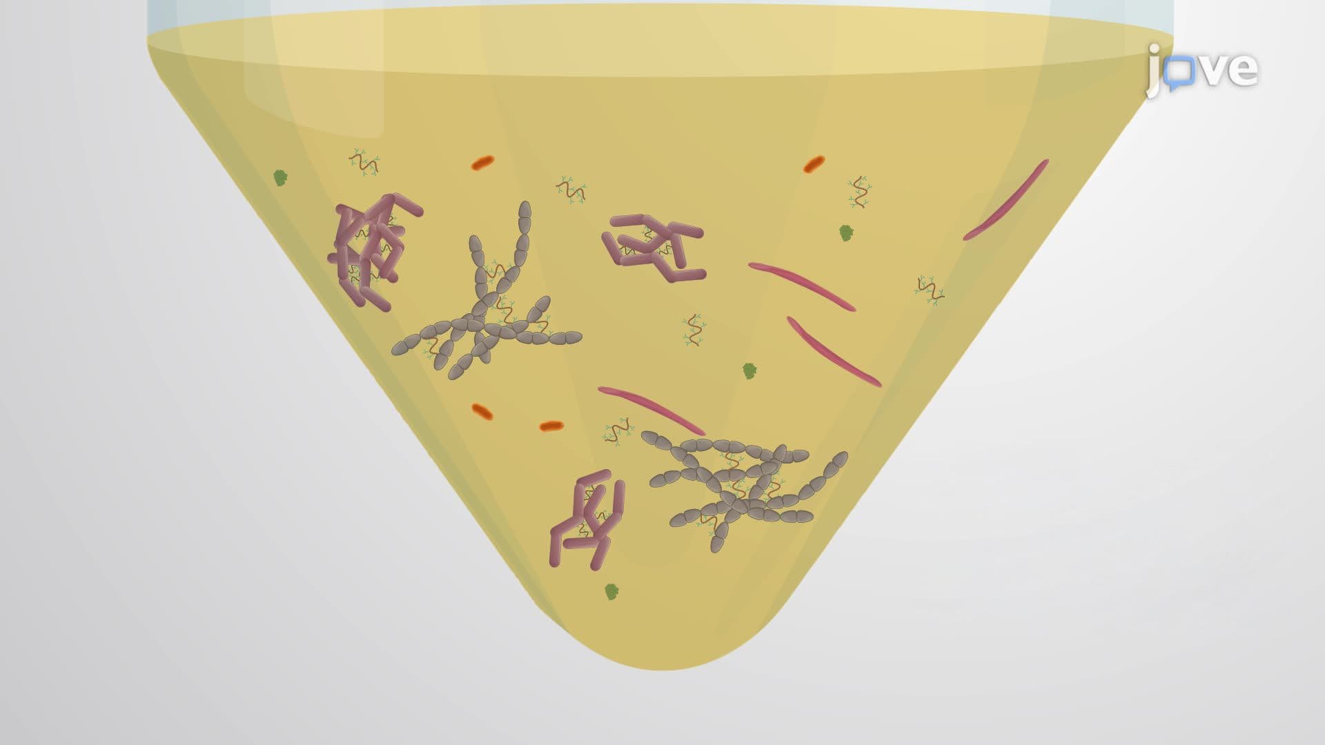Exposing a Synthetic Oral Bacterial Community to Simulated Phases of Digestion