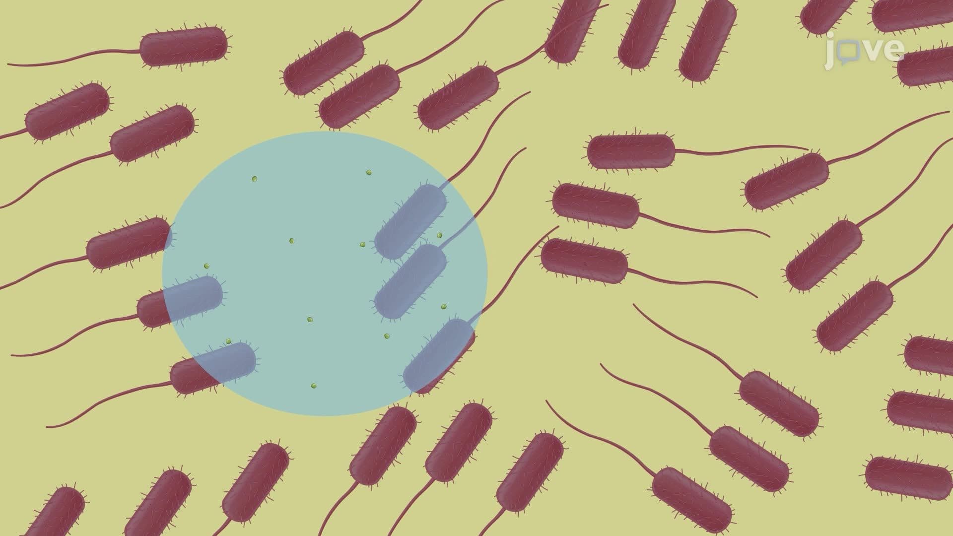 Soft Agar Overlay Assay for Detecting Bacteriocin-Mediated Killing in Pseudomonas syringae
