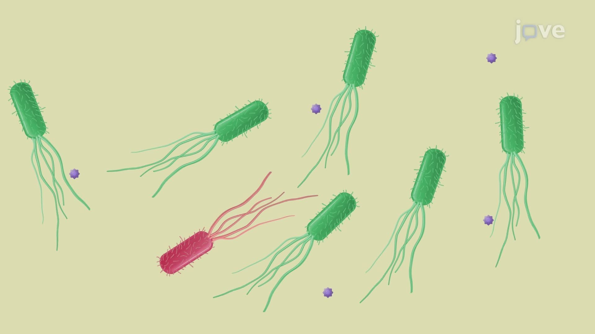 Isolation of Stress-Adapted Bacteria through Single Colony Selection