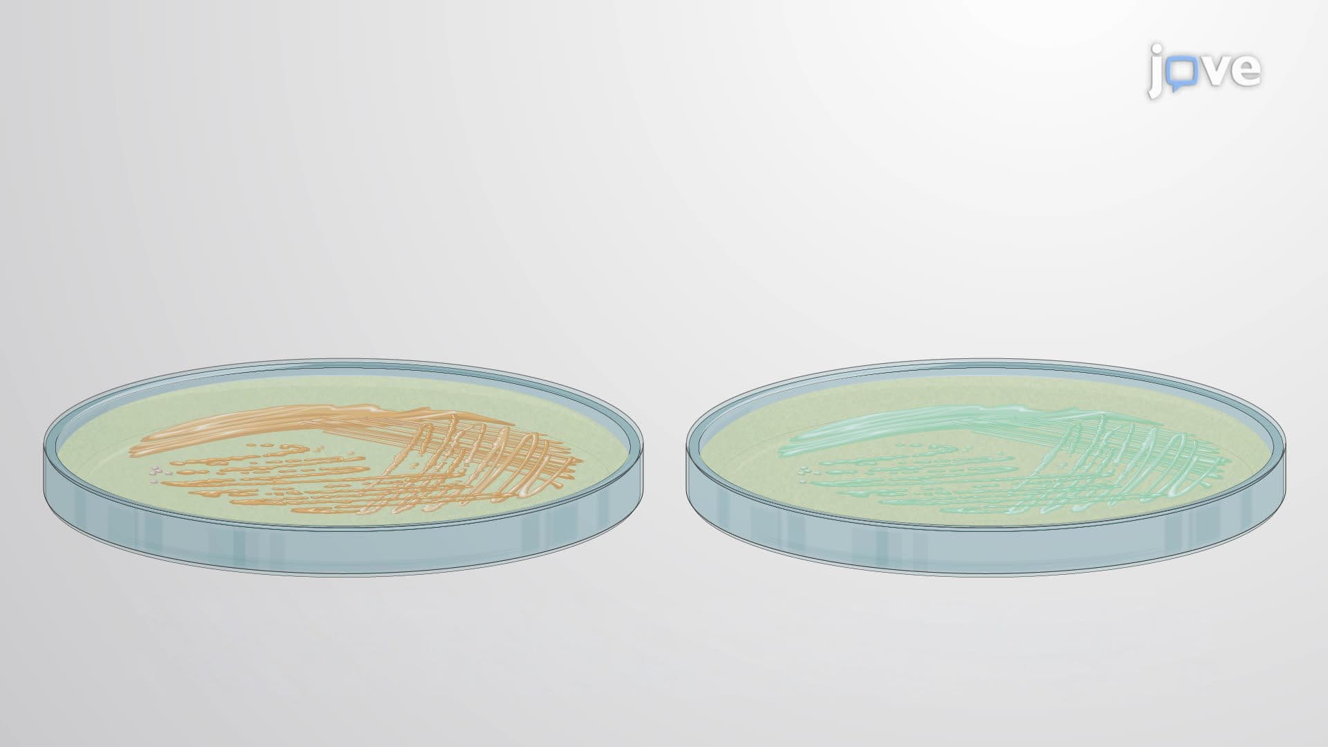 Selective Enrichment and Isolation of Oil-Degrading Marine Bacteria from Seawater Samples