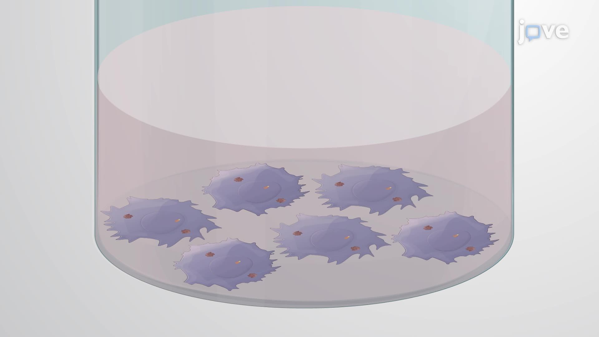 Transfection of an Inducible Gene Expression System into Cells Expressing a Bacterial Effector Protein
