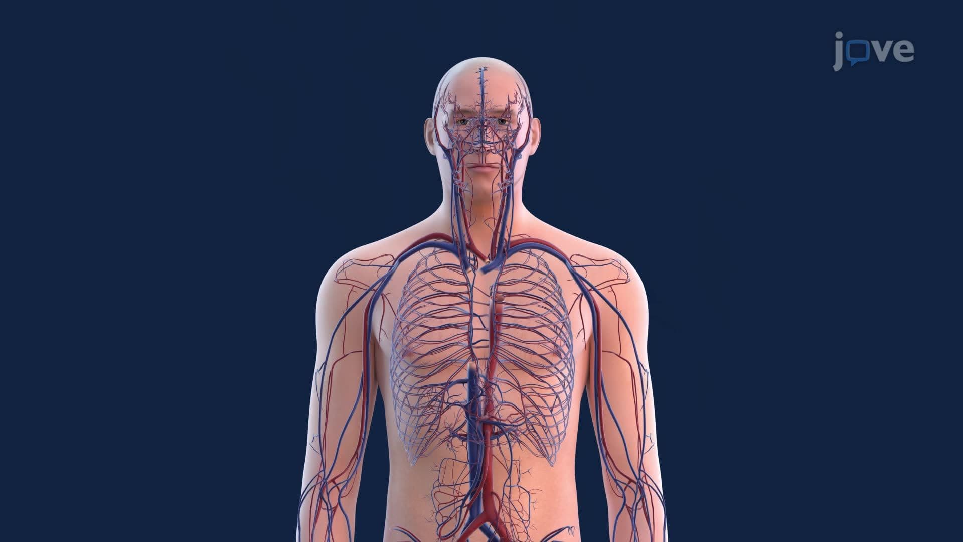 Applications of Integration to Find Blood Flow