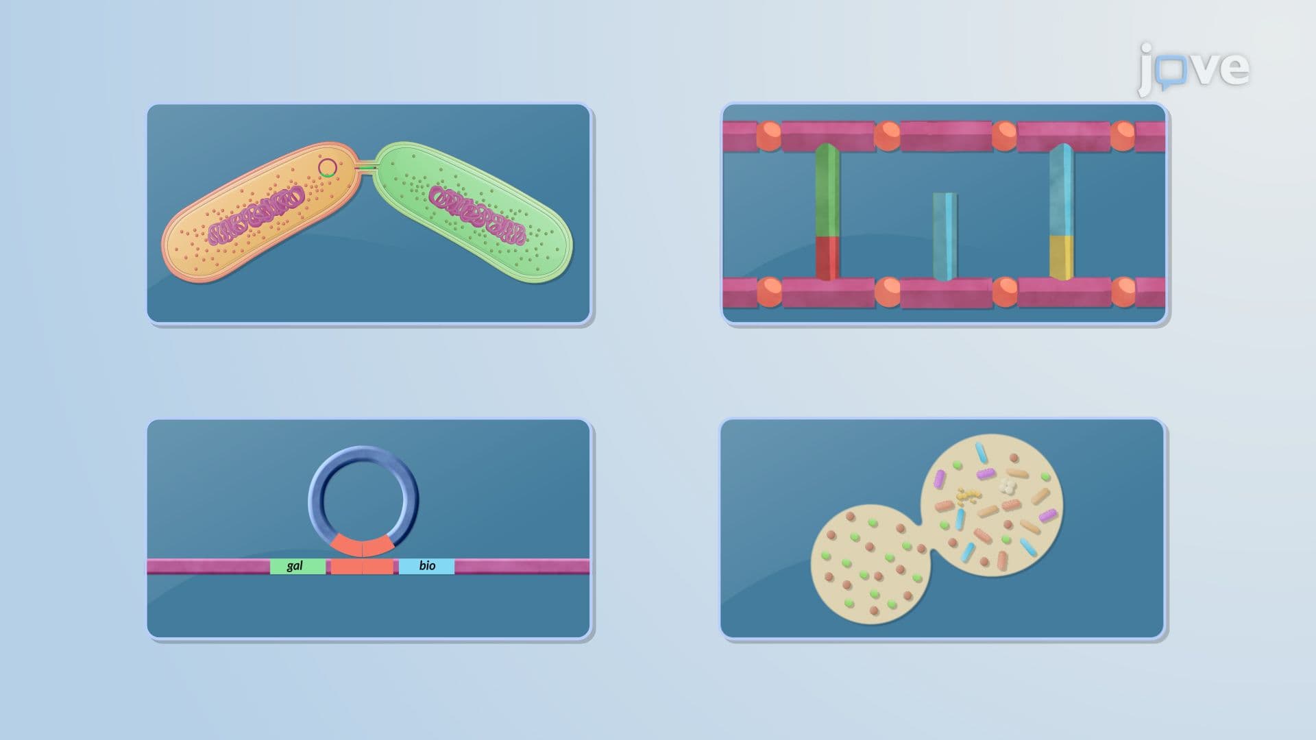 Evolutionary Processes in Microbes