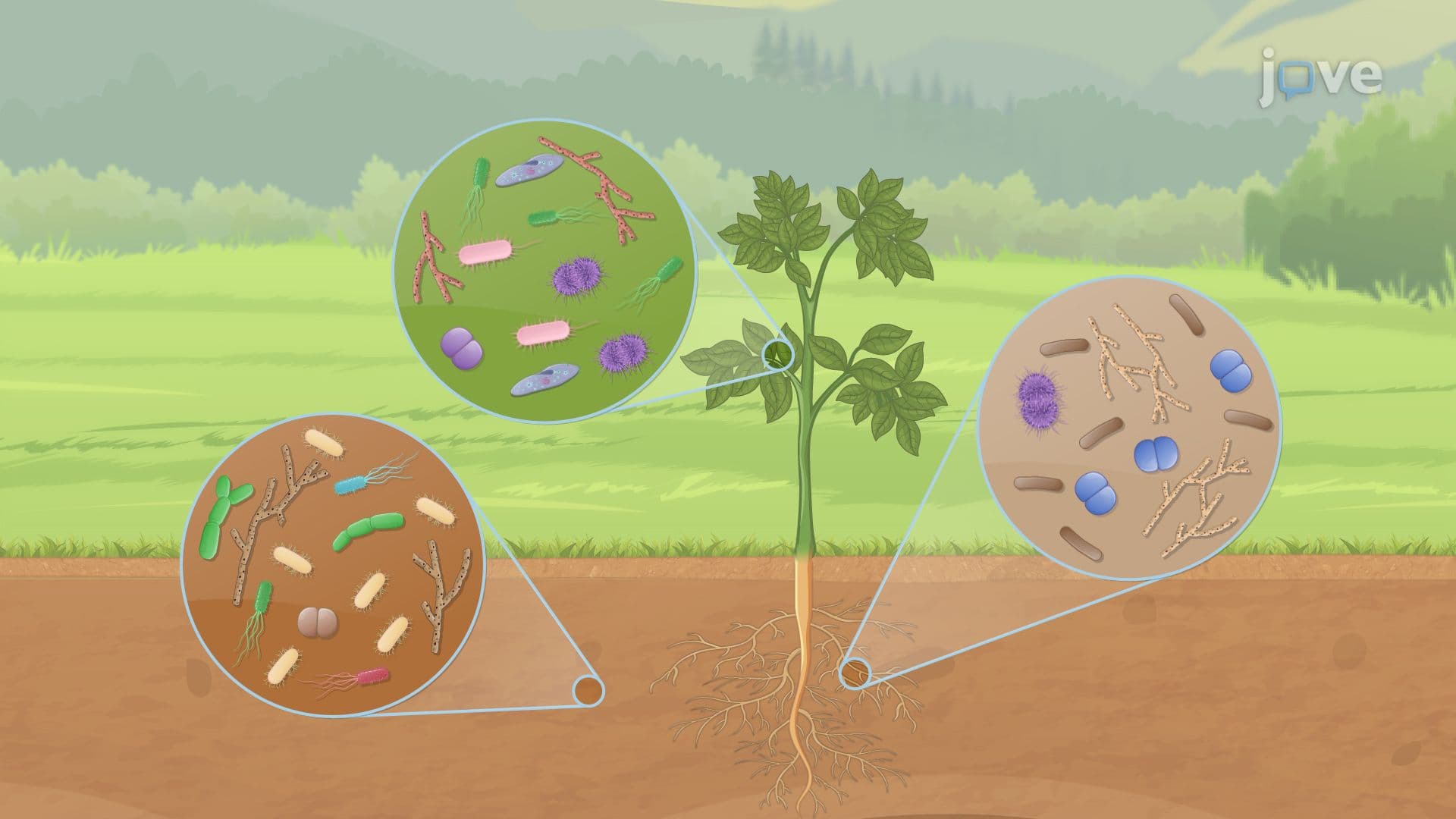 Introduction to Microbial Ecology