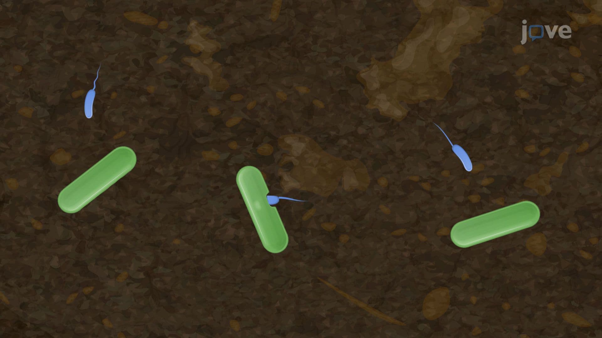 Microbial Interactions: Predation