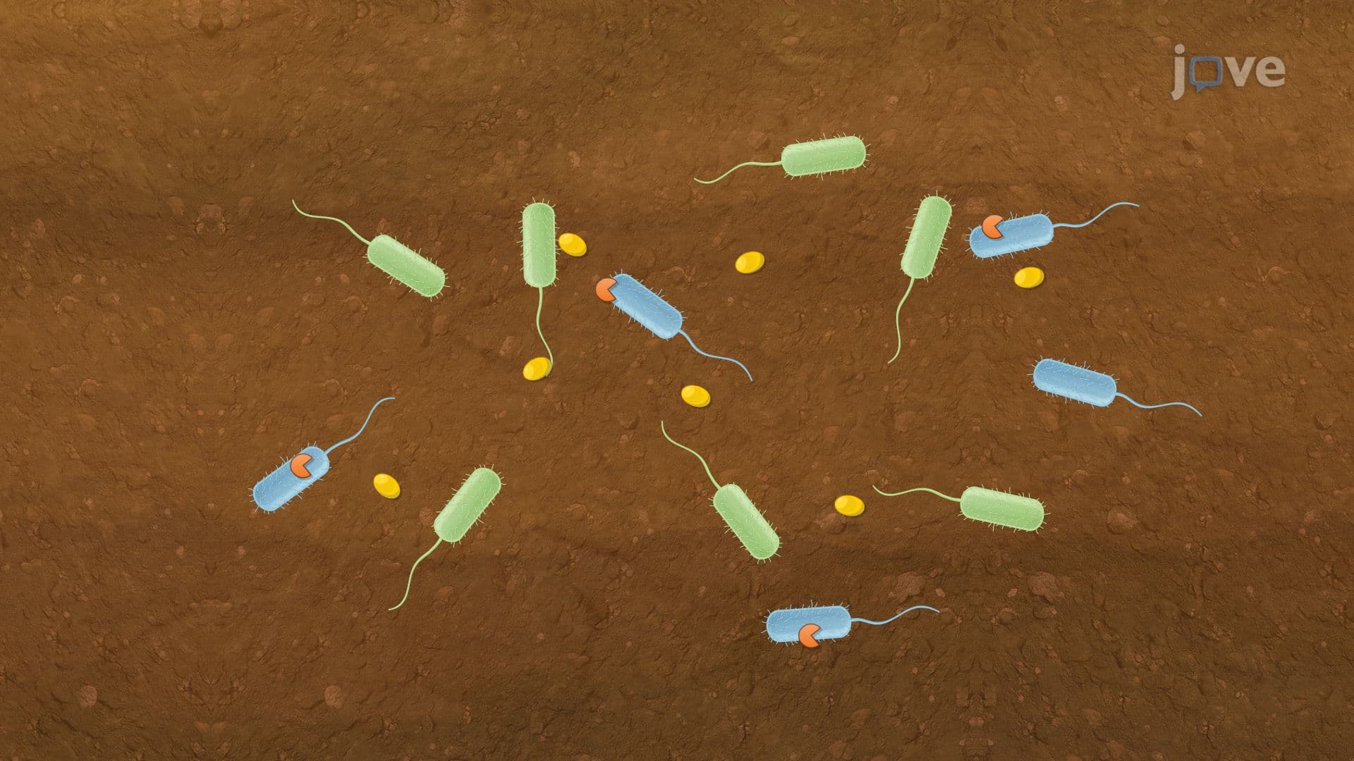 Microbial Interactions: Competition