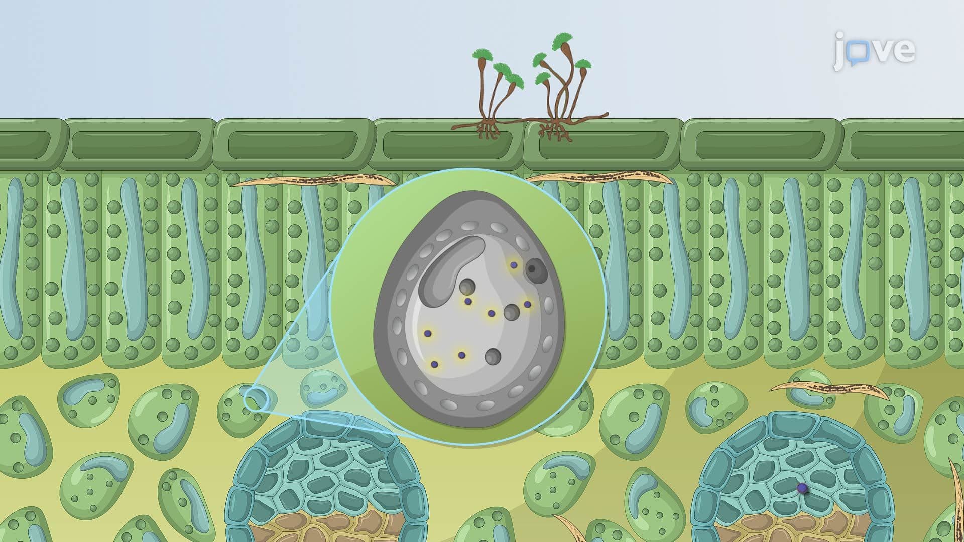 Microbial Interactions: Parasitism