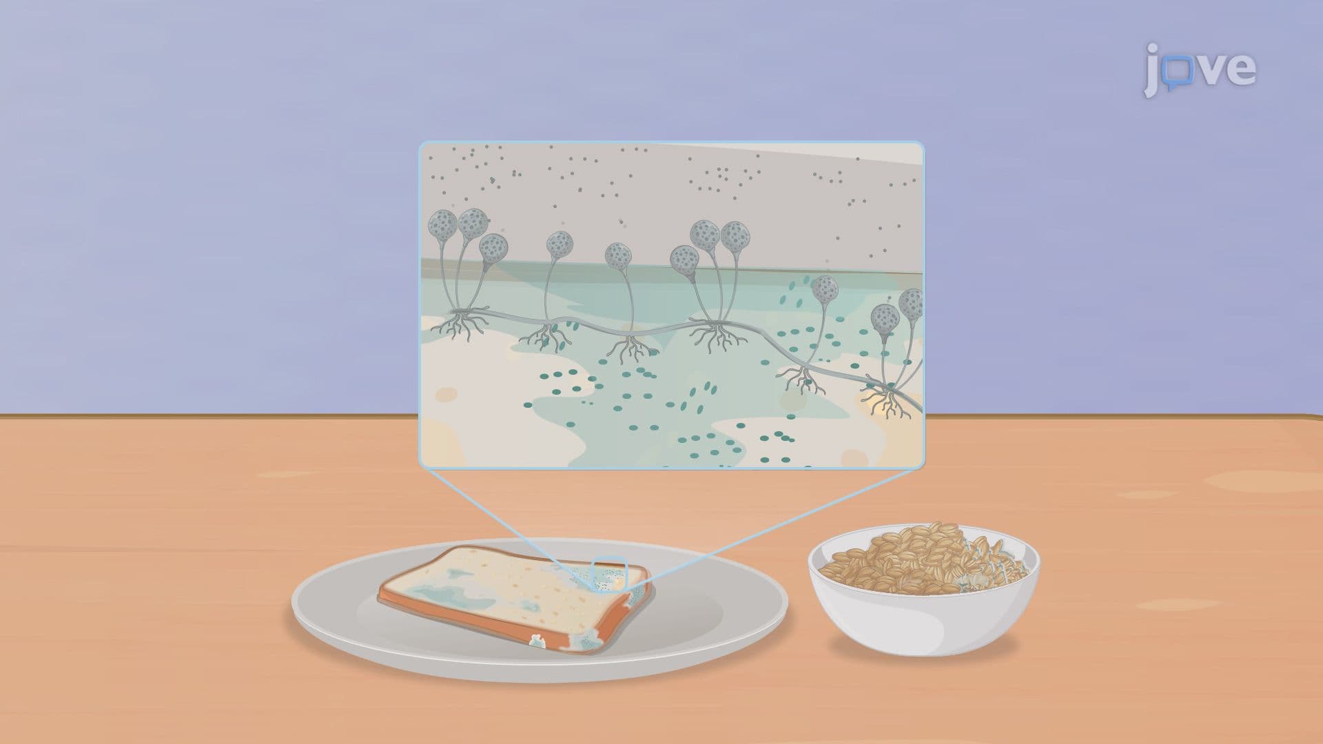 Microbial Spoilage of Food