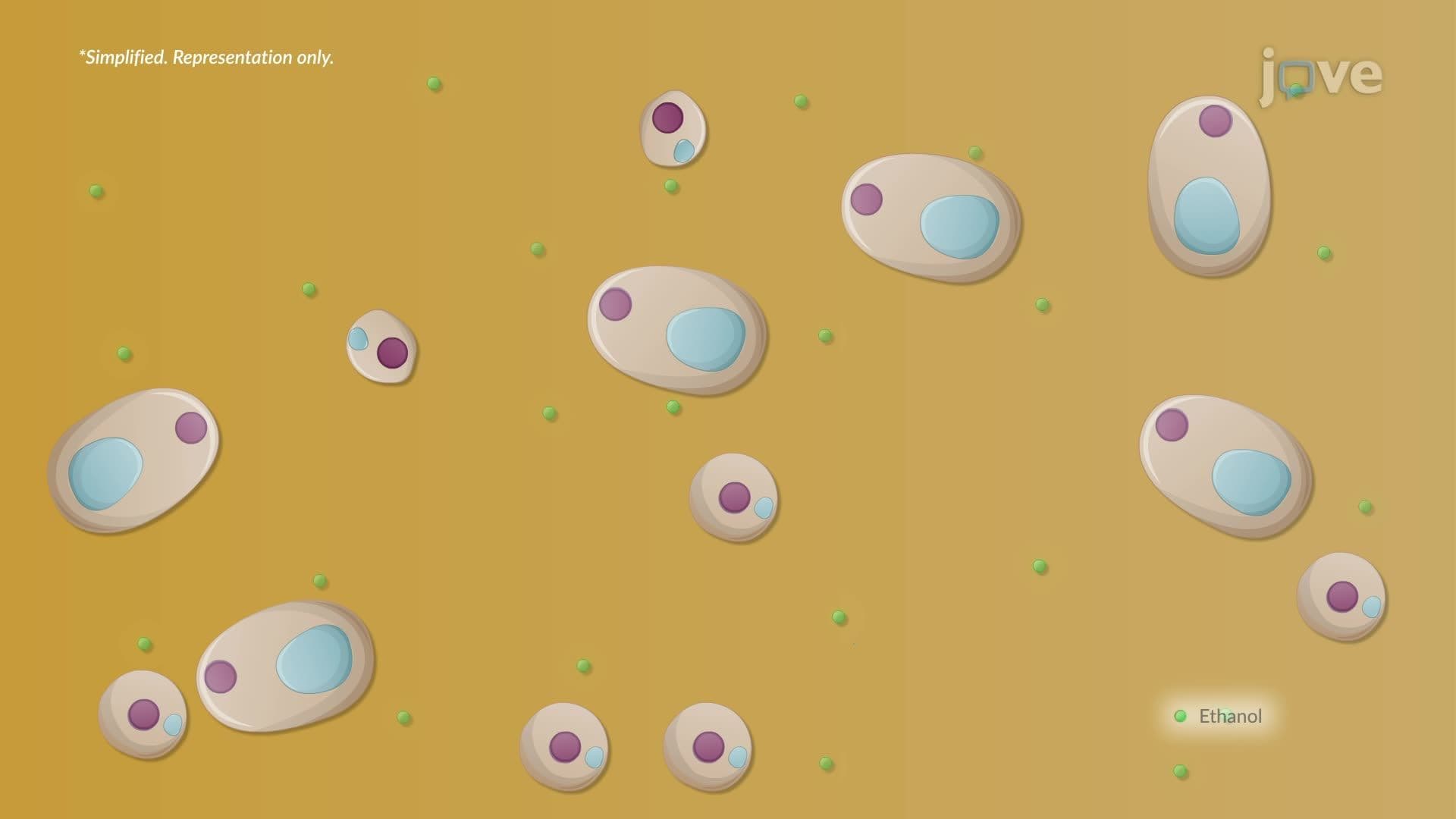 Production of Alcohol