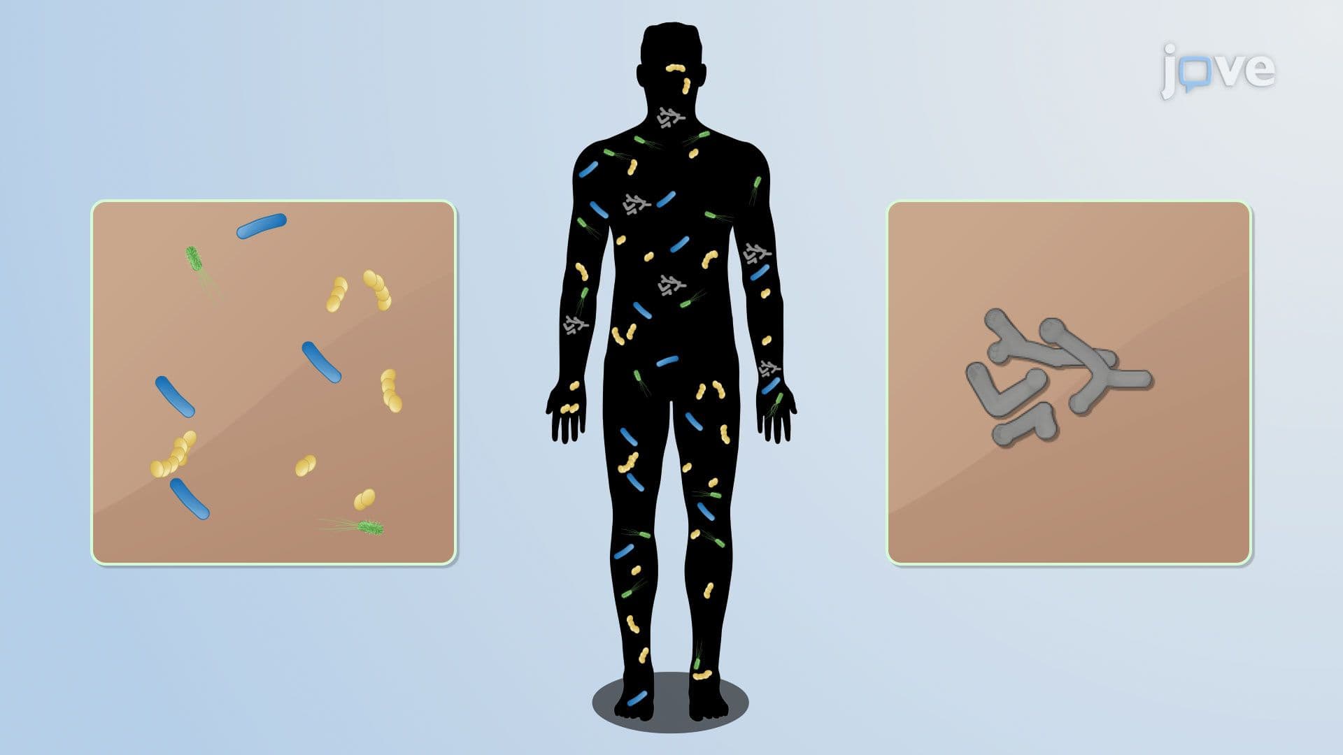 The Skin Microbiota