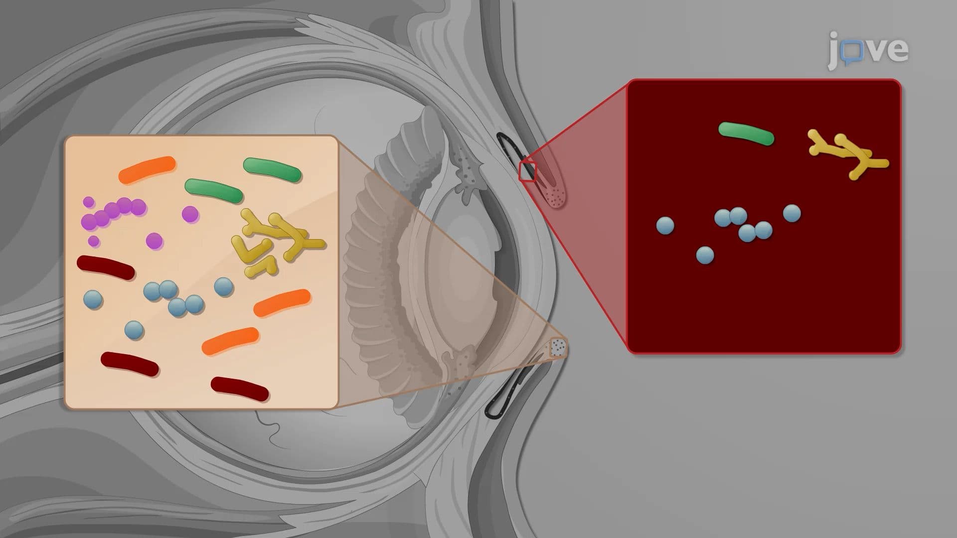 Microbiome of the Eye