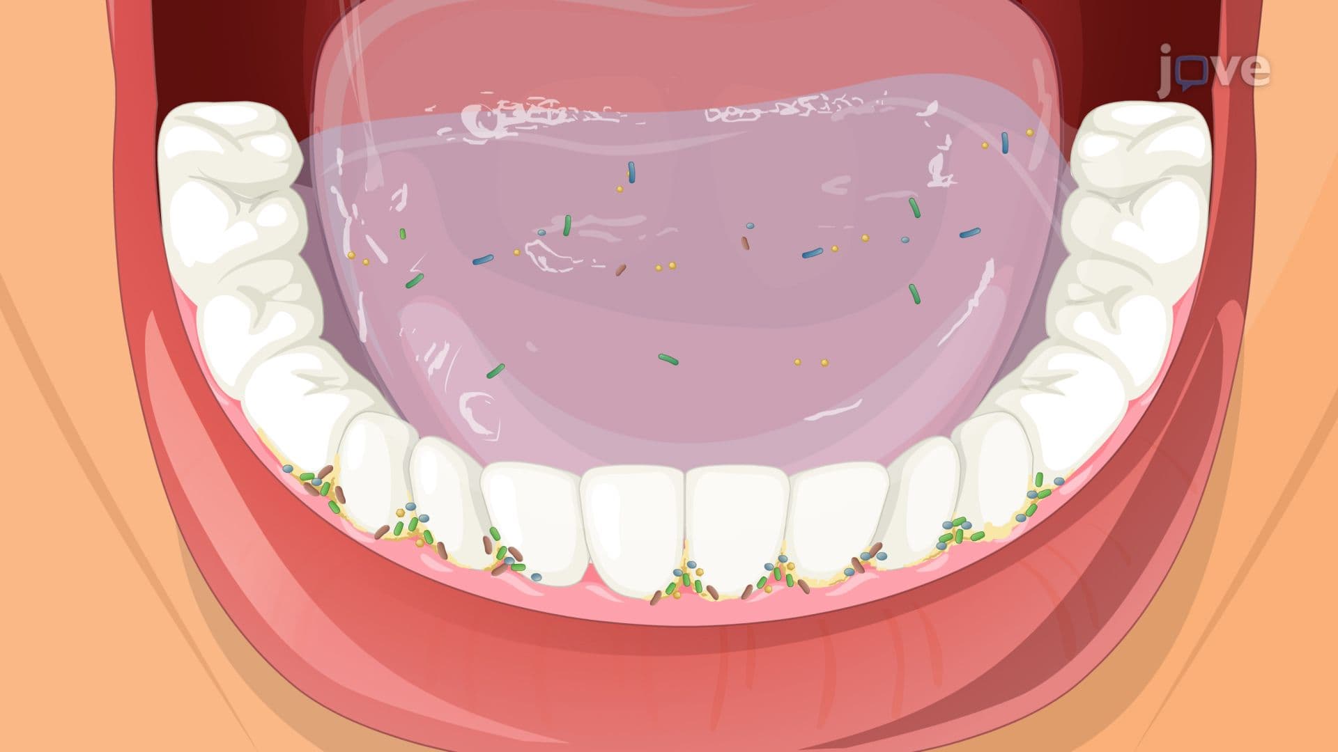 The Oral Microbiota