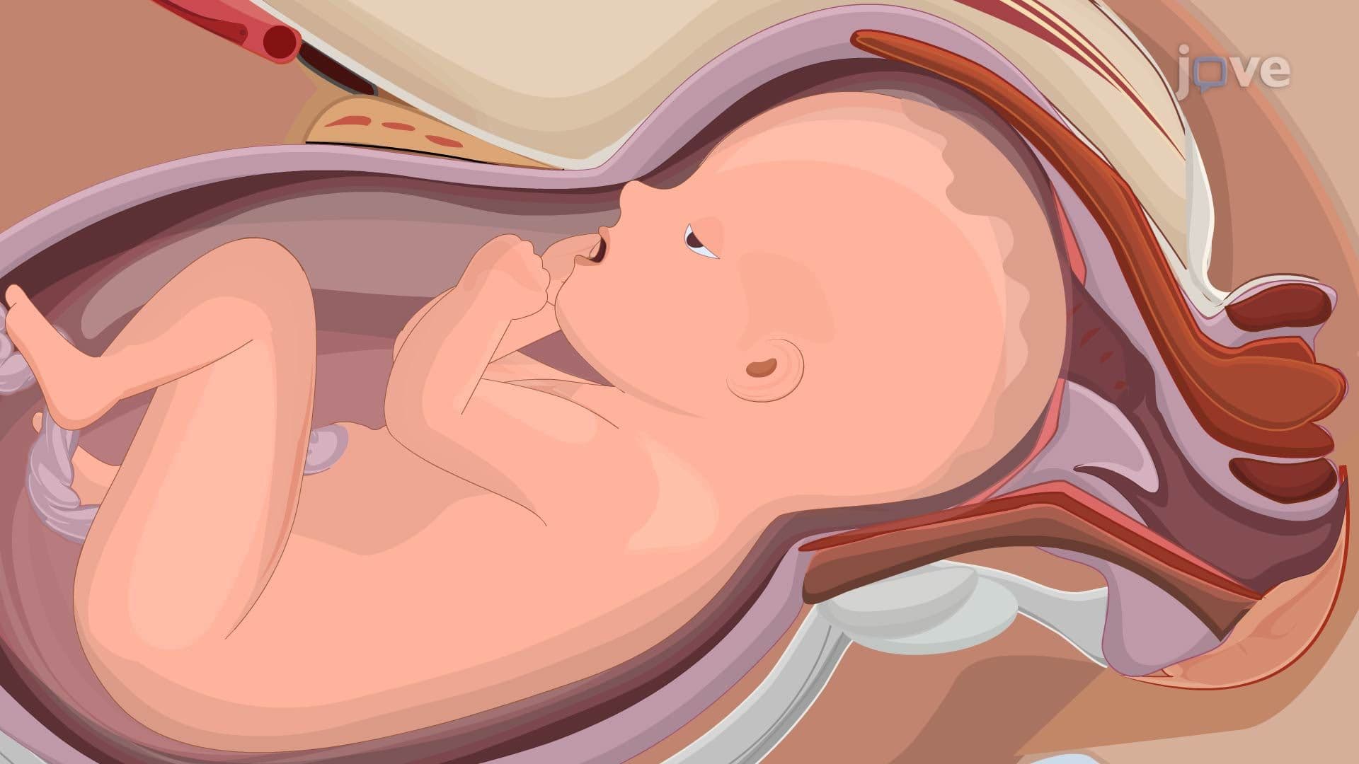 Development of the Oral Microbiota