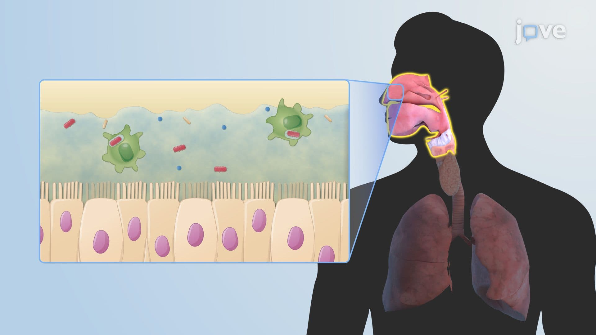 Microbiota of the Respiratory Tract