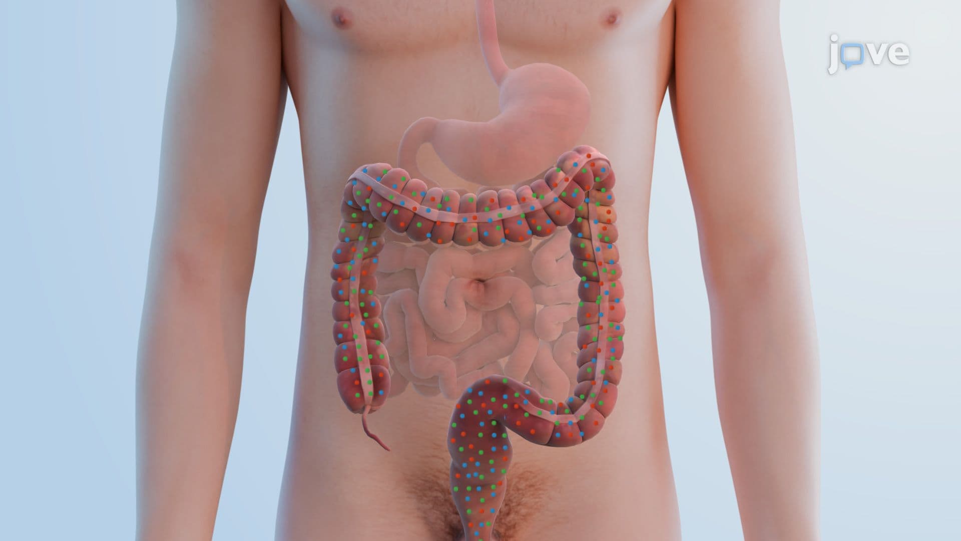 Microbiota of the Large Intestine