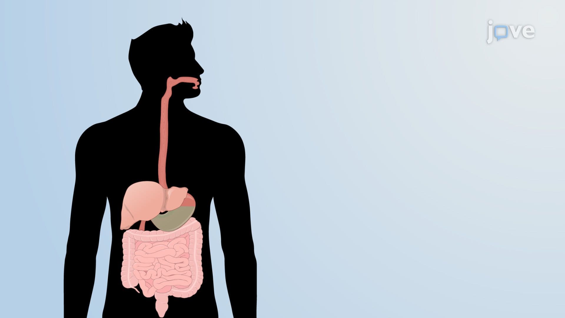 Functions of the Gut Microbiota