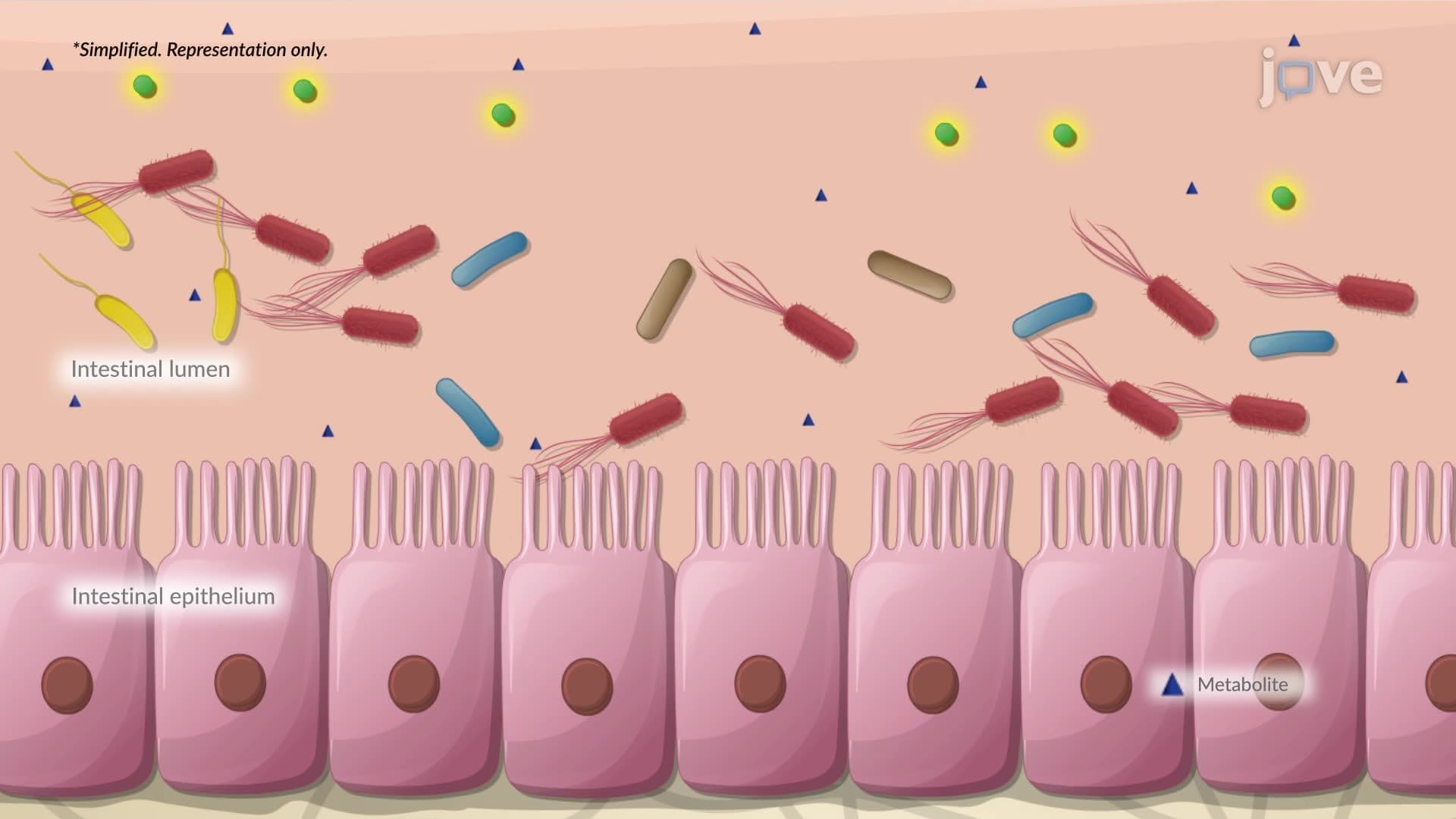 Dysbiosis of the Gut Microbiota