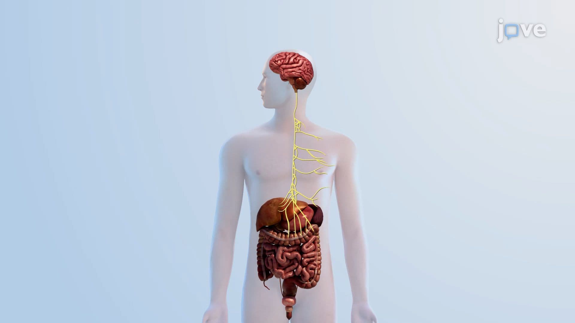 Gut-Brain Axis
