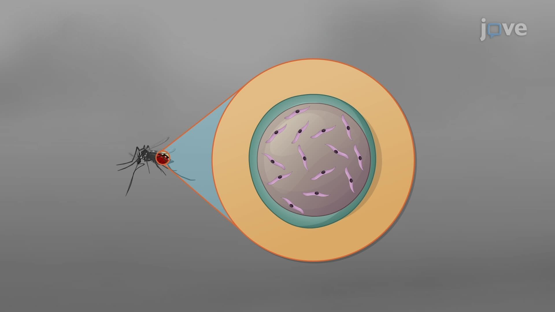 Transmission of Pathogens