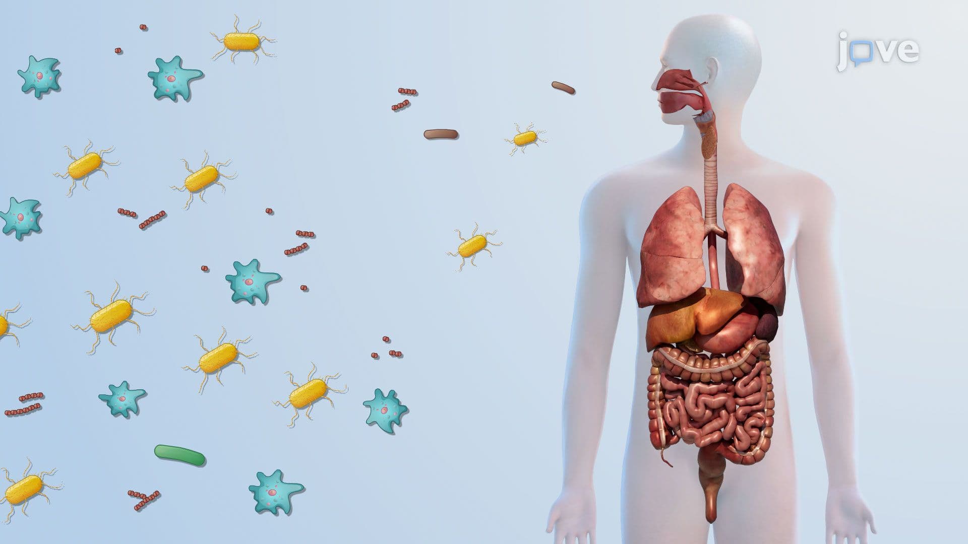Colonisation of Pathogens