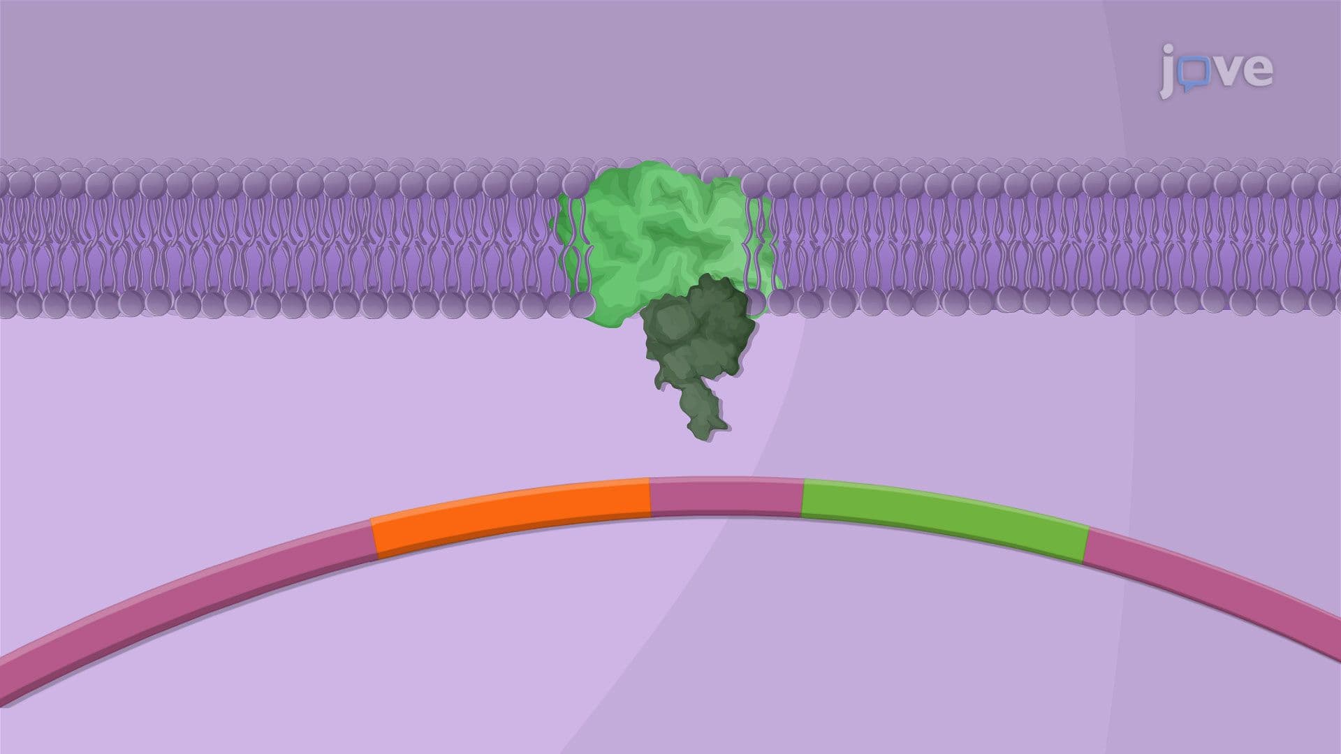 Regulation of Bacterial Virulence