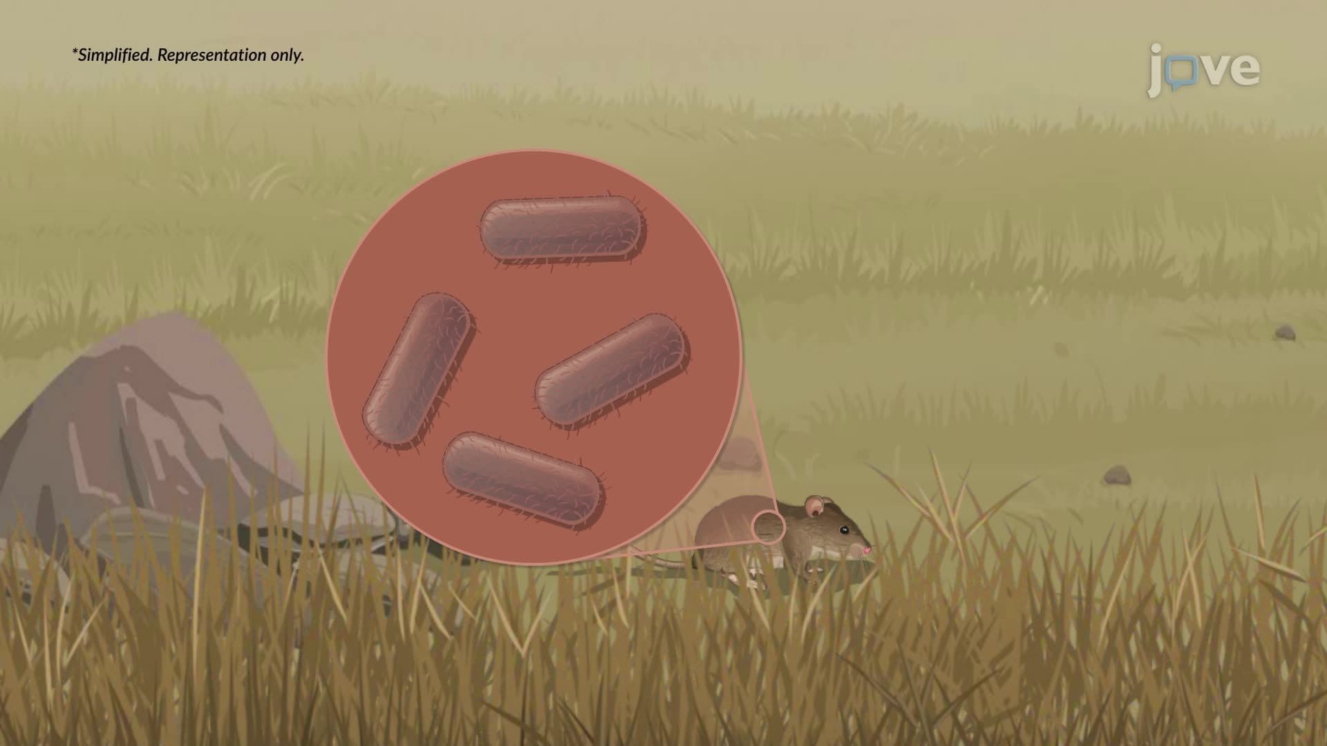 Plague