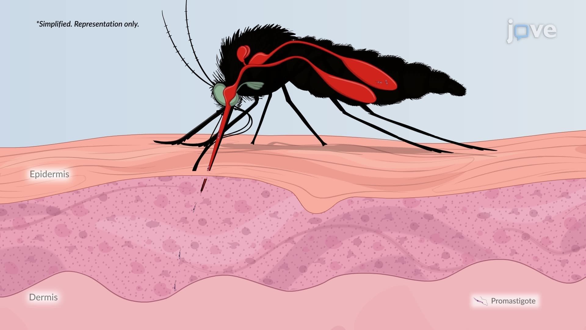 Leishmaniasis
