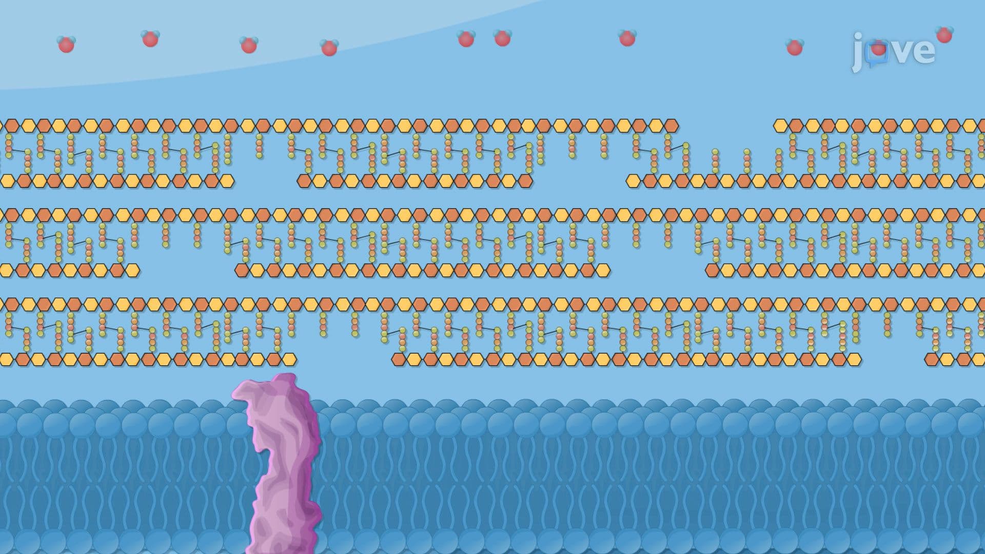 Inhibitors of Gram-positive Cell Wall Synthesis