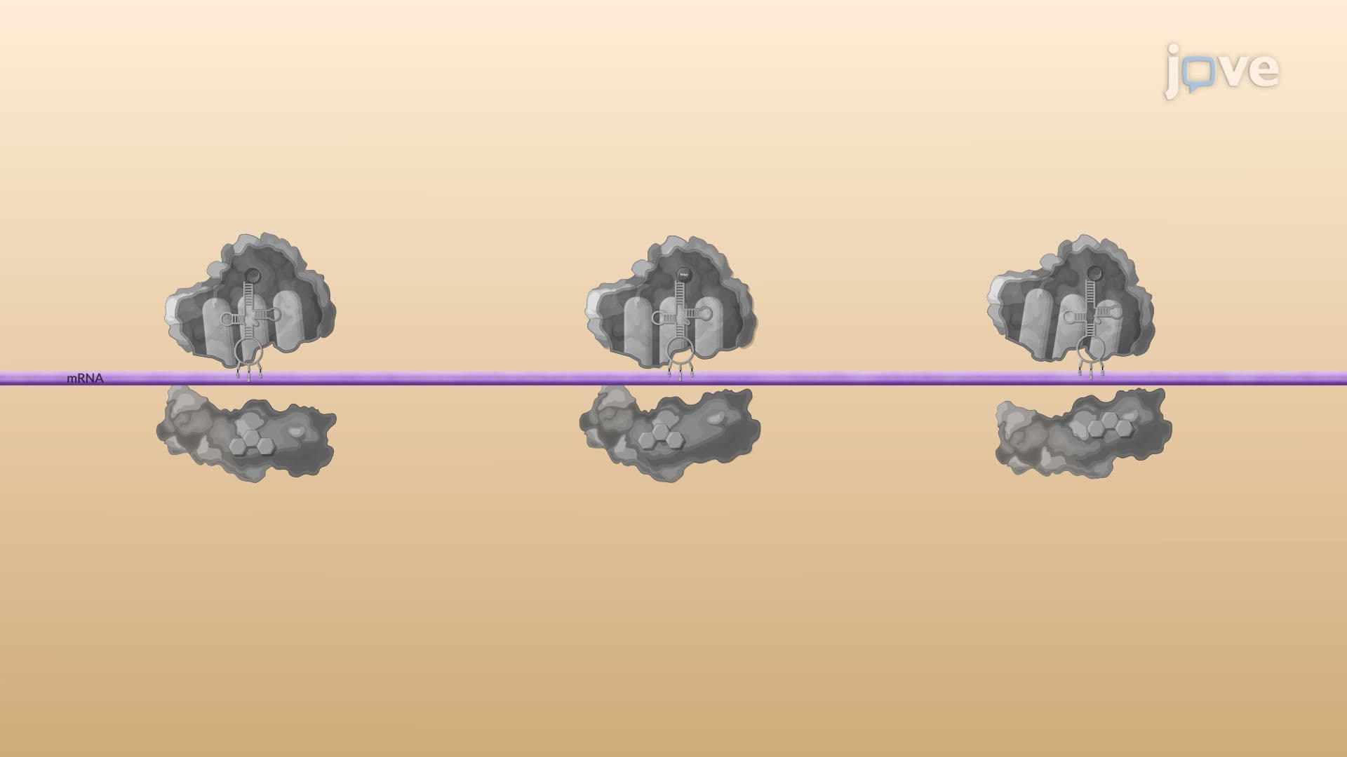 Inhibitors of Bacterial Protein Synthesis