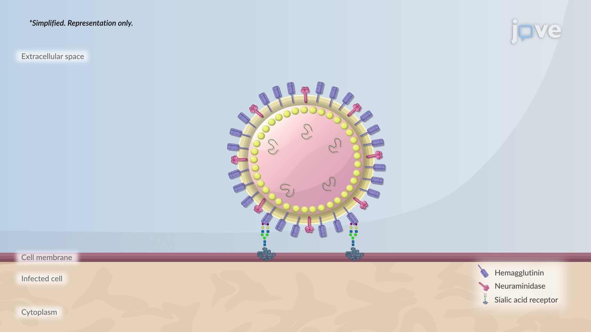 Inhibitors Of Virion Release
