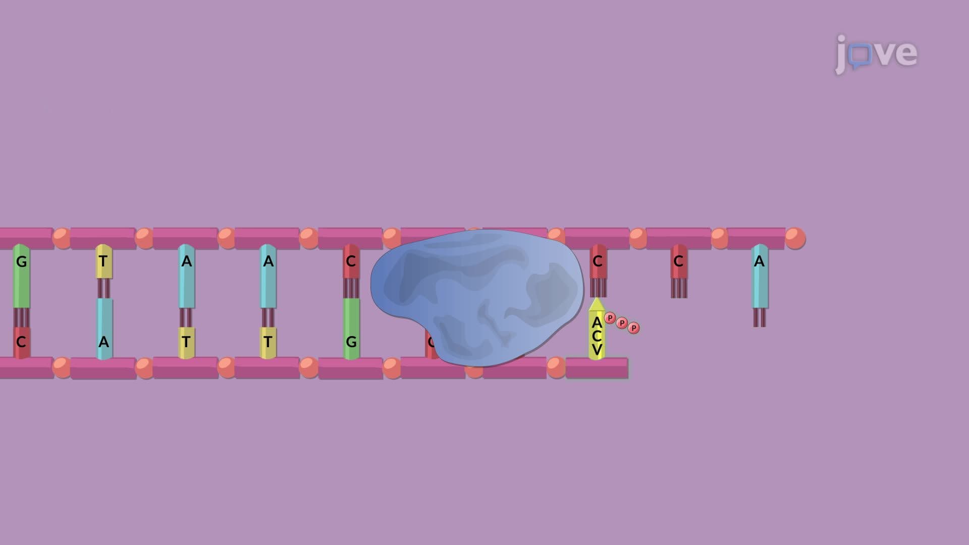 Antiviral Nucleoside Inhibitors