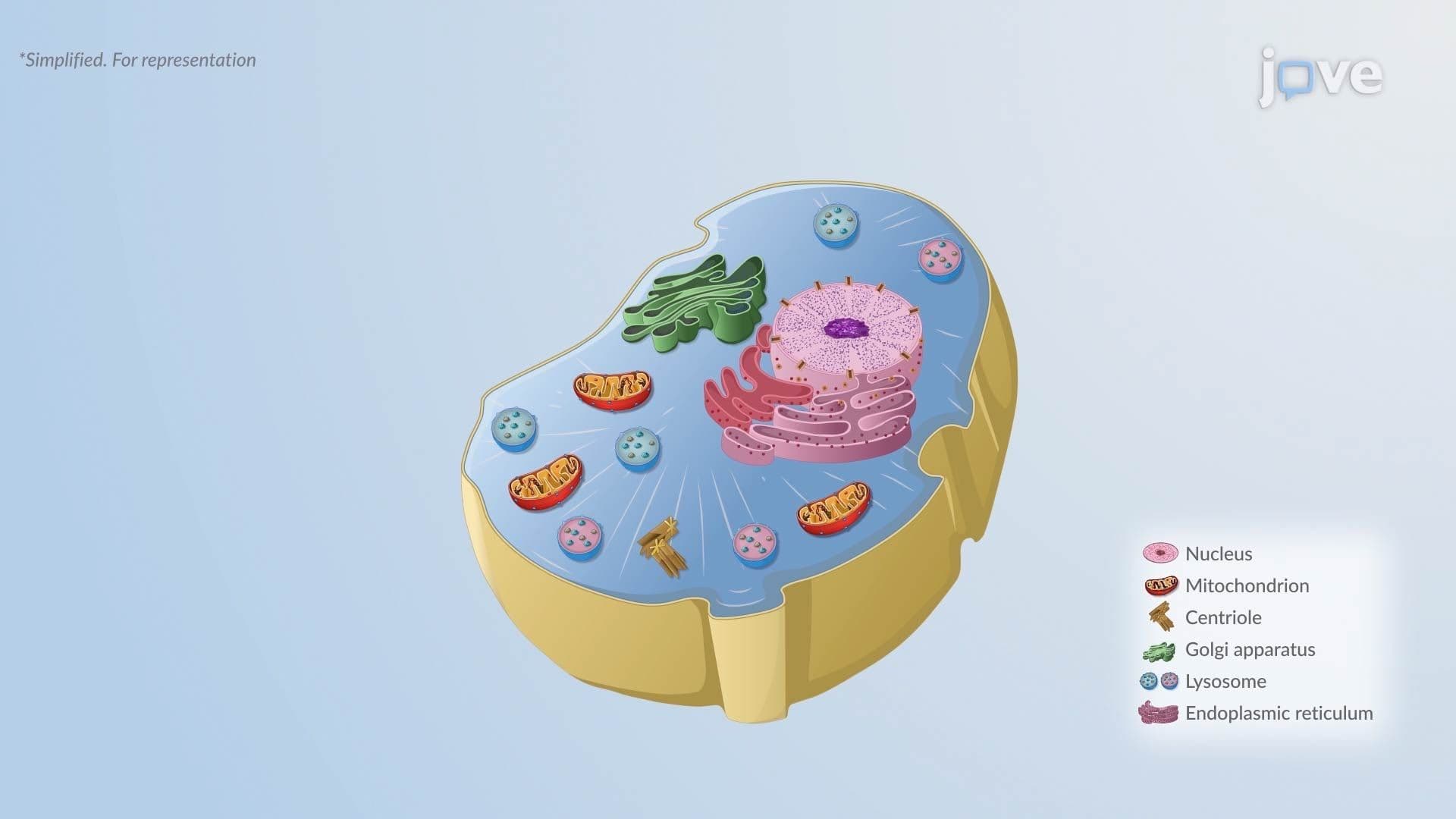 Cellular Adaptation I: Introduction and Atrophy