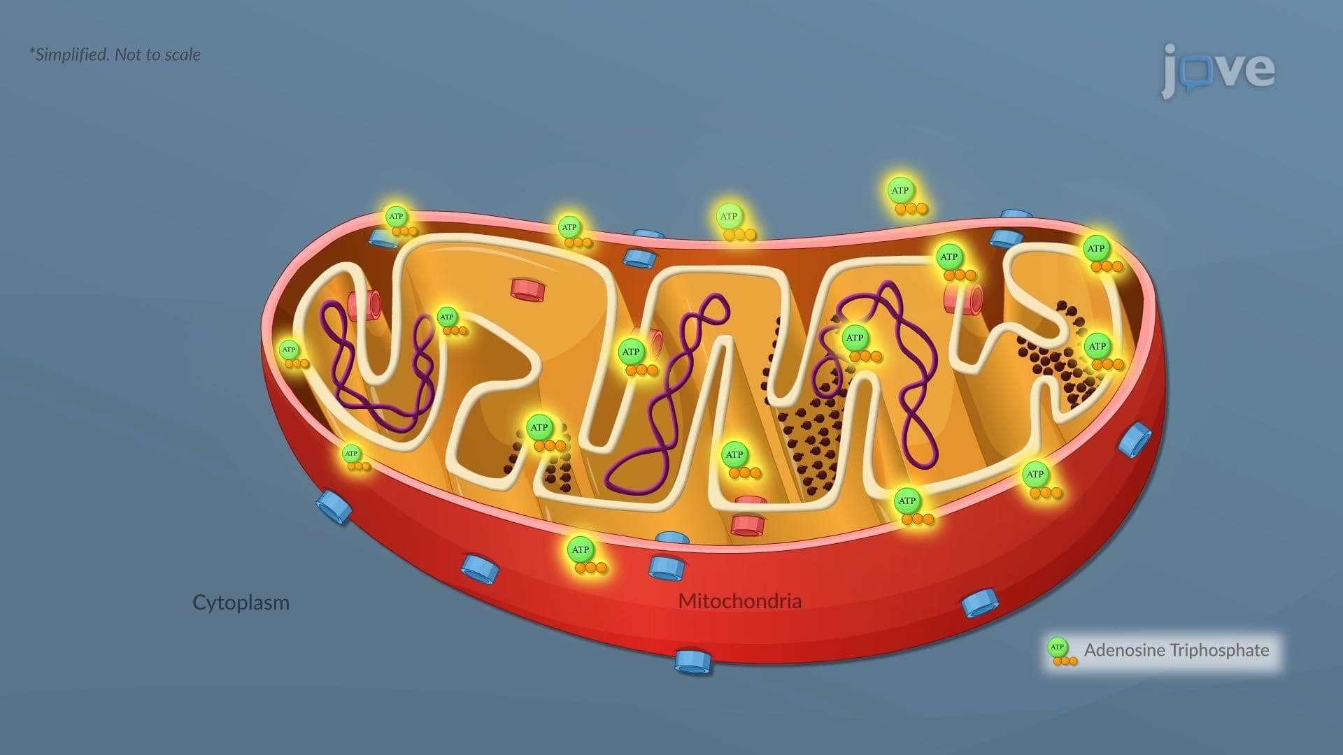 Cellular Injury I: Introduction
