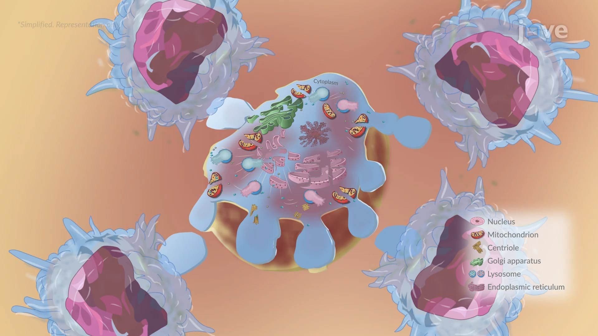 Cellular Injury IlI: Cellular Death