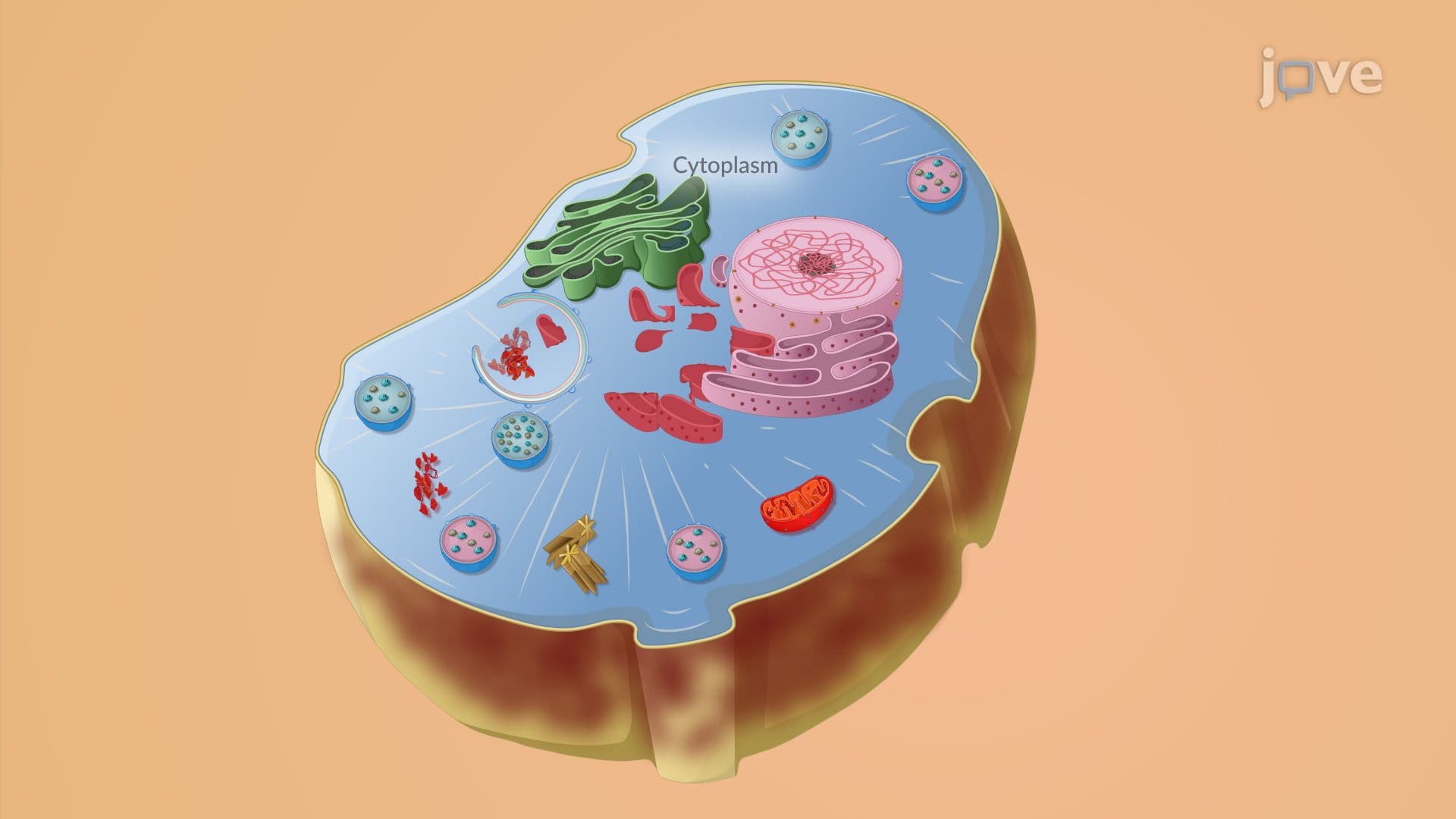 Cellular Injury V: Apoptosis and Autophagy